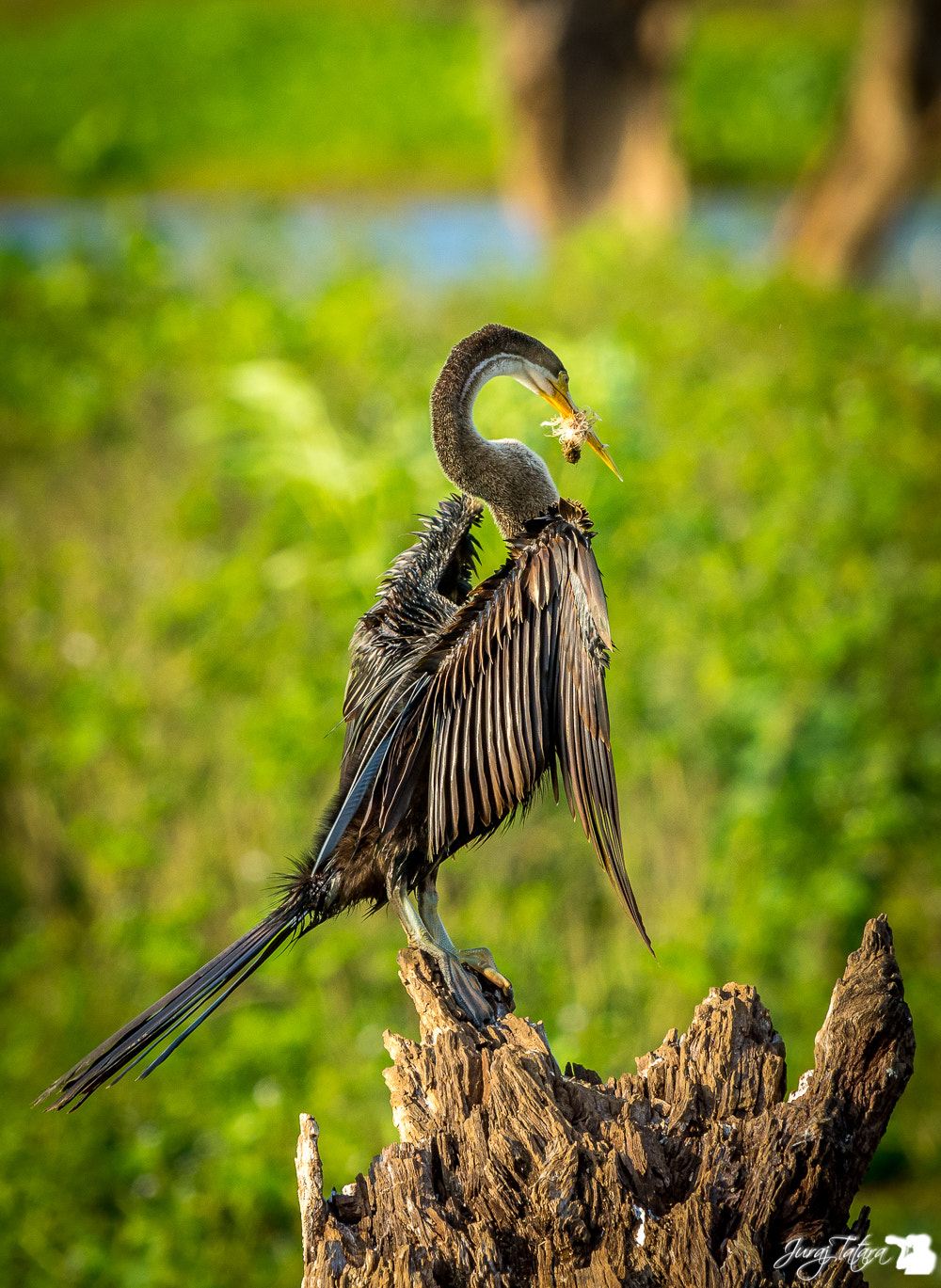 Nikon AF-S Nikkor 70-200mm F4G ED VR sample photo. Sri lankan moments photography