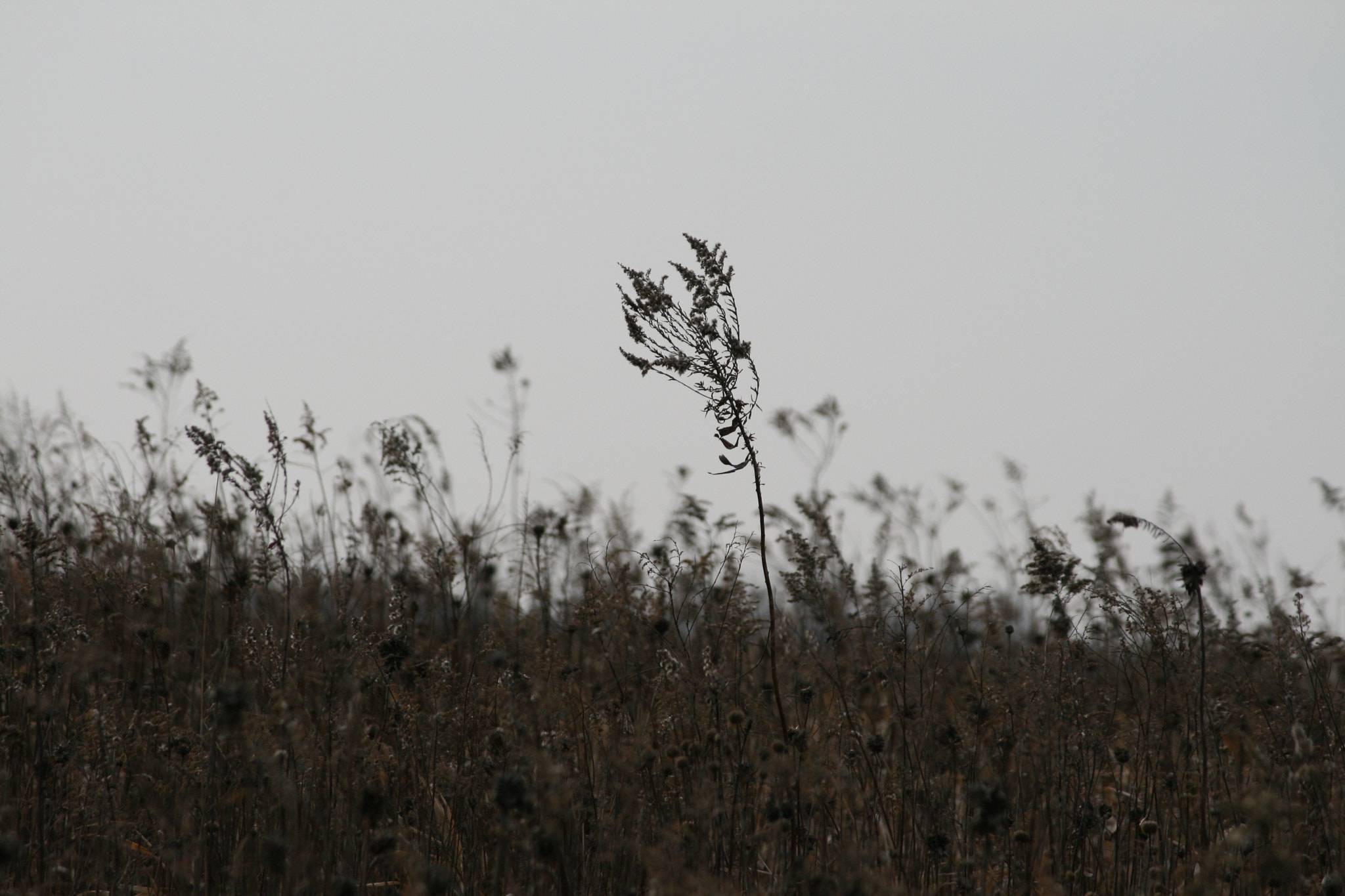 Canon EF-S 55-250mm F4-5.6 IS sample photo. Bush photography