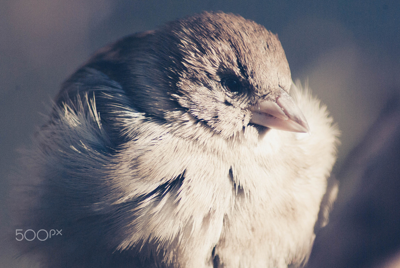 Tamron AF 70-300mm F4-5.6 LD Macro 1:2 sample photo. House sparrow photography