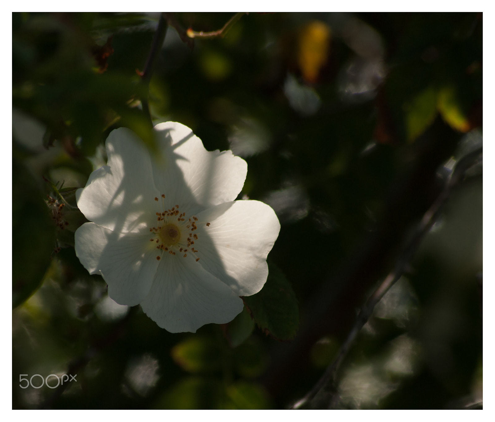 Sigma 70-300mm F4-5.6 APO DG Macro sample photo. Multiple titles photography