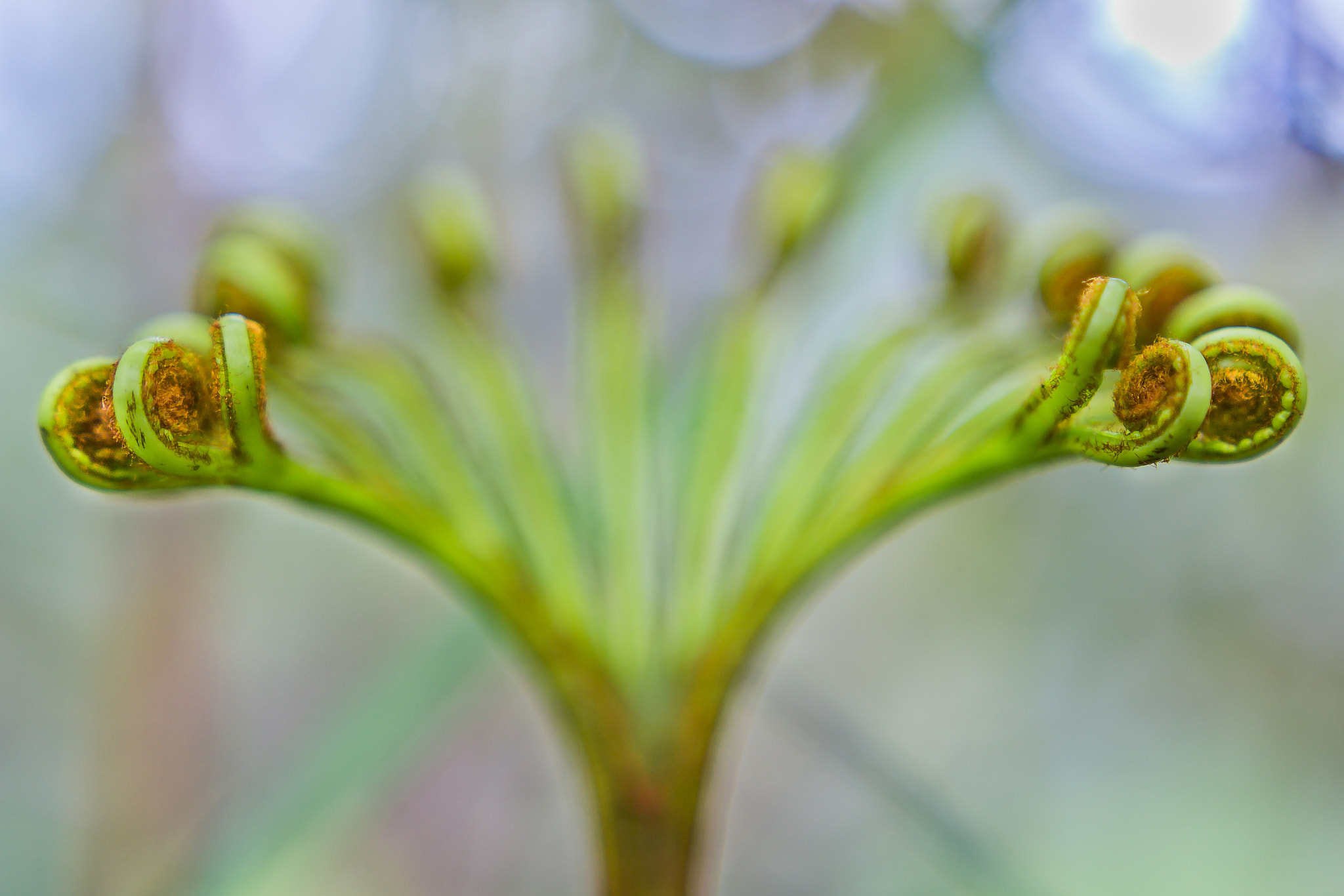 Canon EOS 60D + Sigma 18-35mm f/1.8 DC HSM sample photo. "fern leaf ii" photography