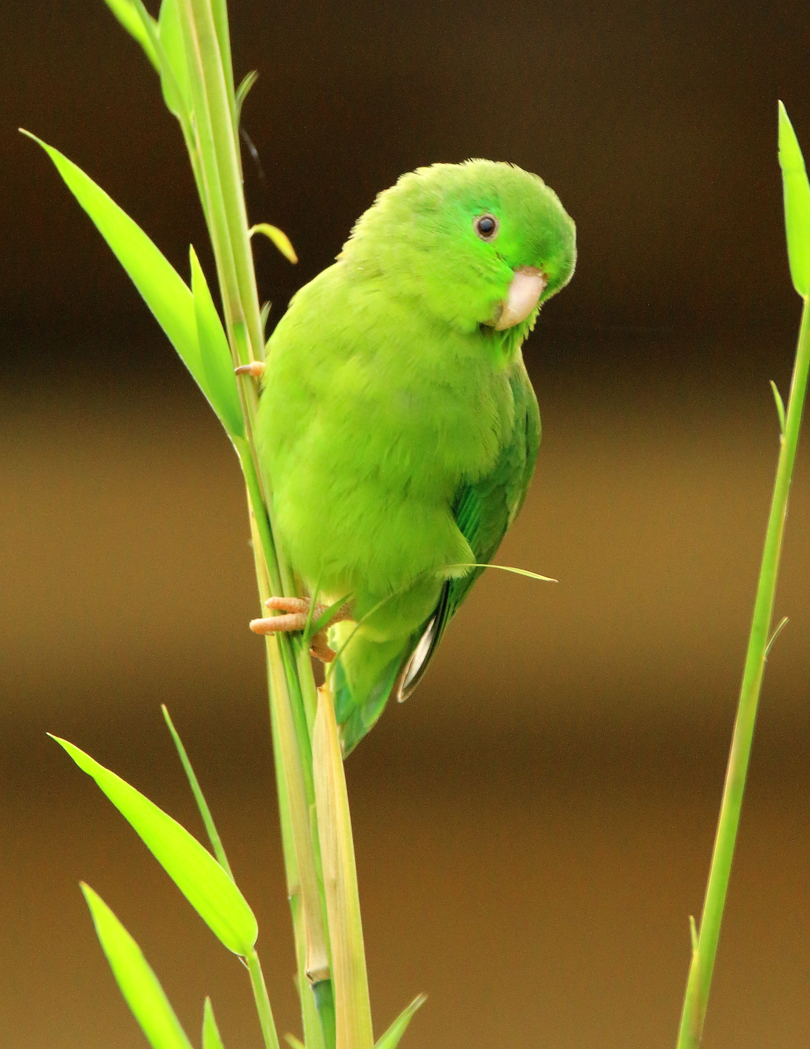 Sigma 150-600mm F5-6.3 DG OS HSM | C sample photo. Forpus conspicillatus photography