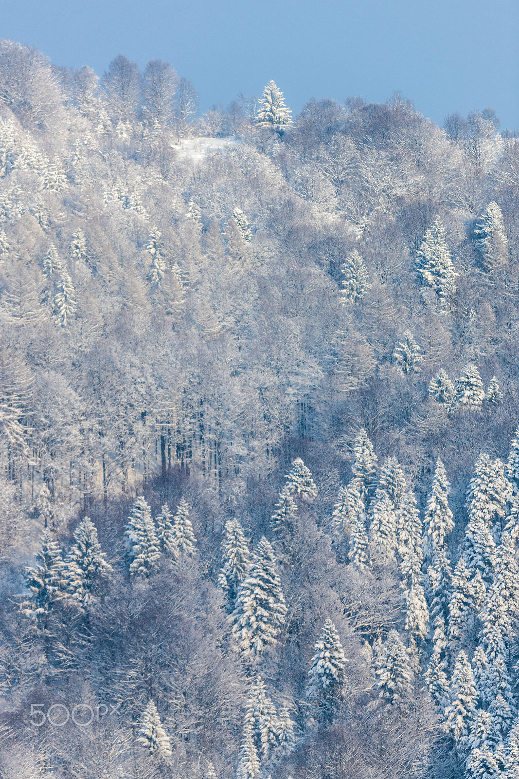 Canon EF 300mm F2.8L IS USM sample photo. 57 photography