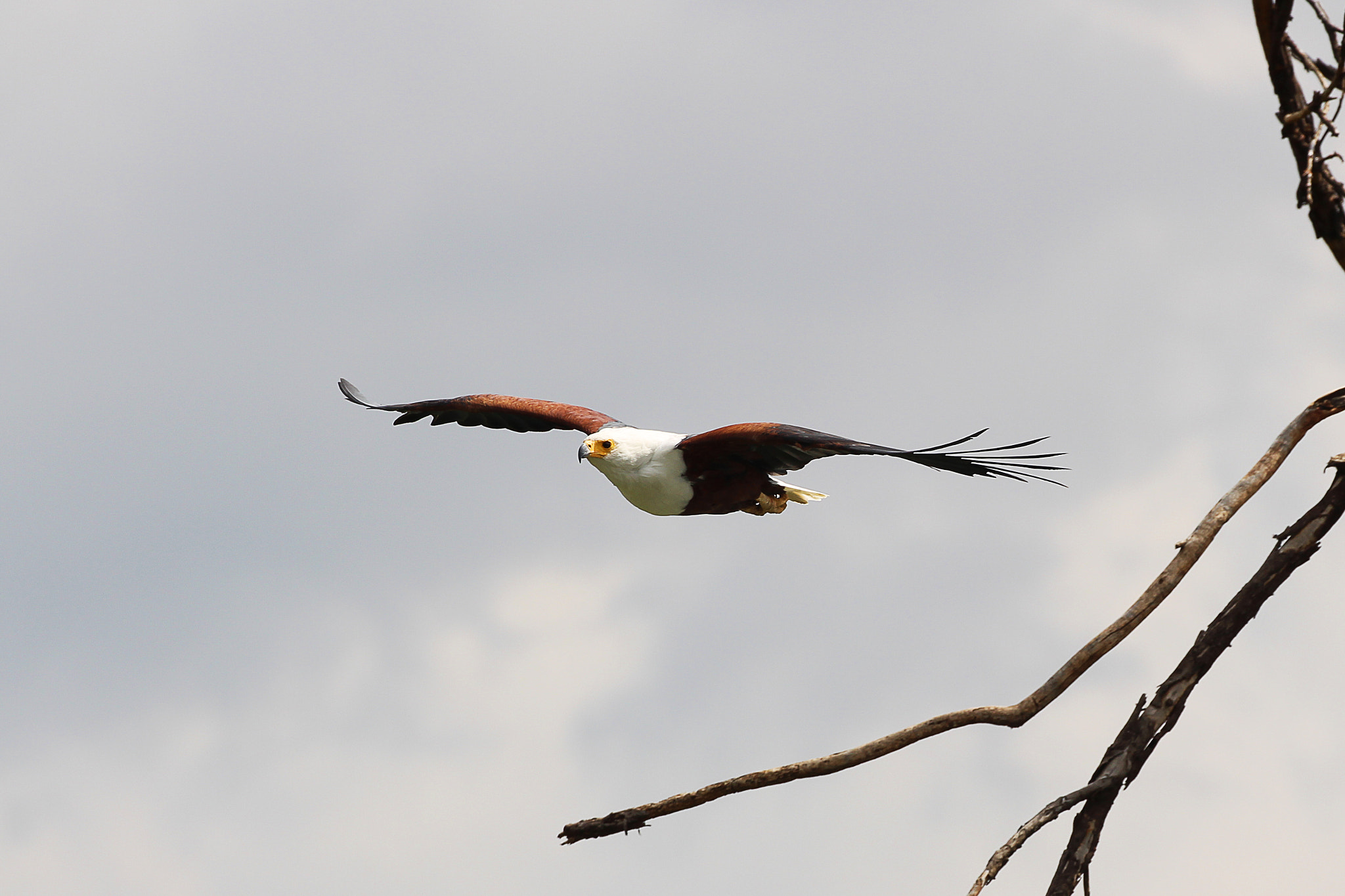 Canon EOS 700D (EOS Rebel T5i / EOS Kiss X7i) sample photo. African eagle photography