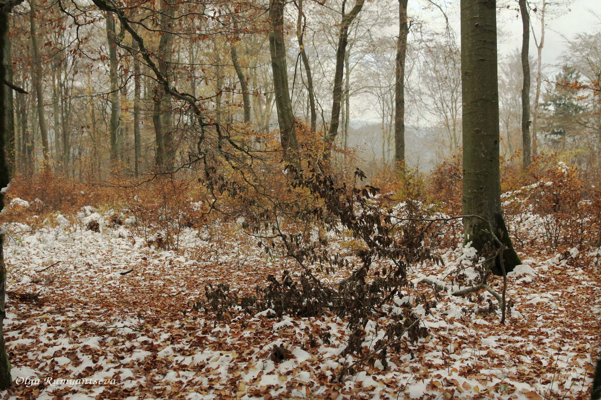 Canon EF 24-70mm F2.8L II USM sample photo. Winter. photography