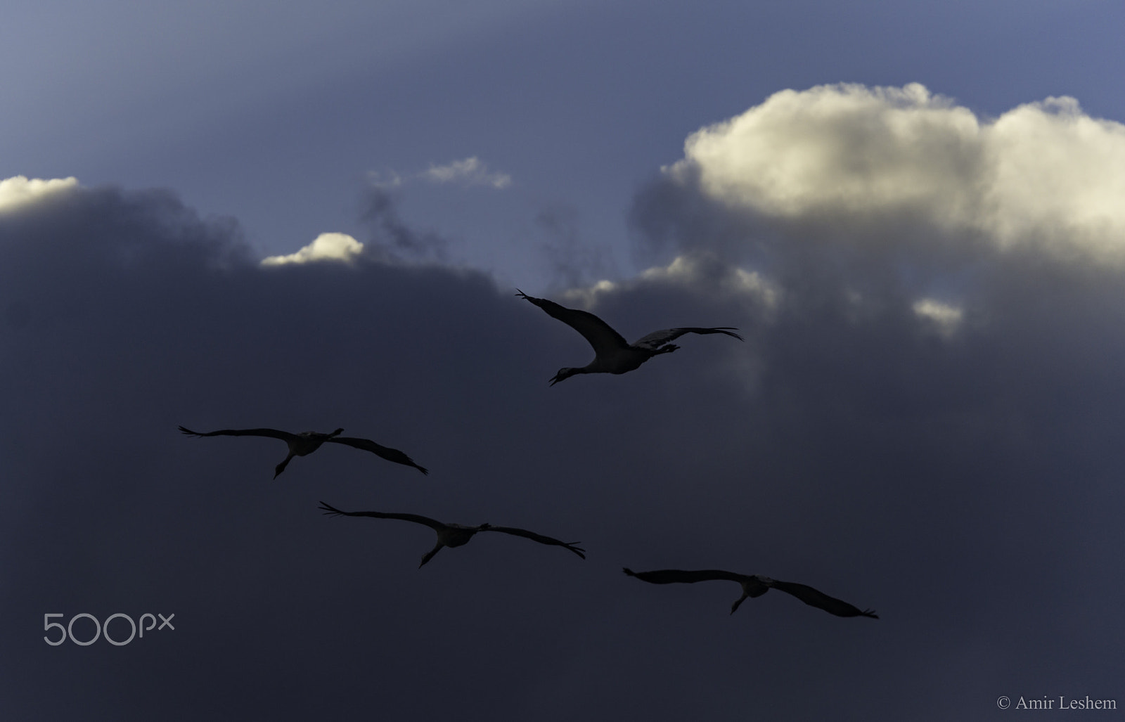 Sony E 18-200mm F3.5-6.3 OSS sample photo. Flying together photography