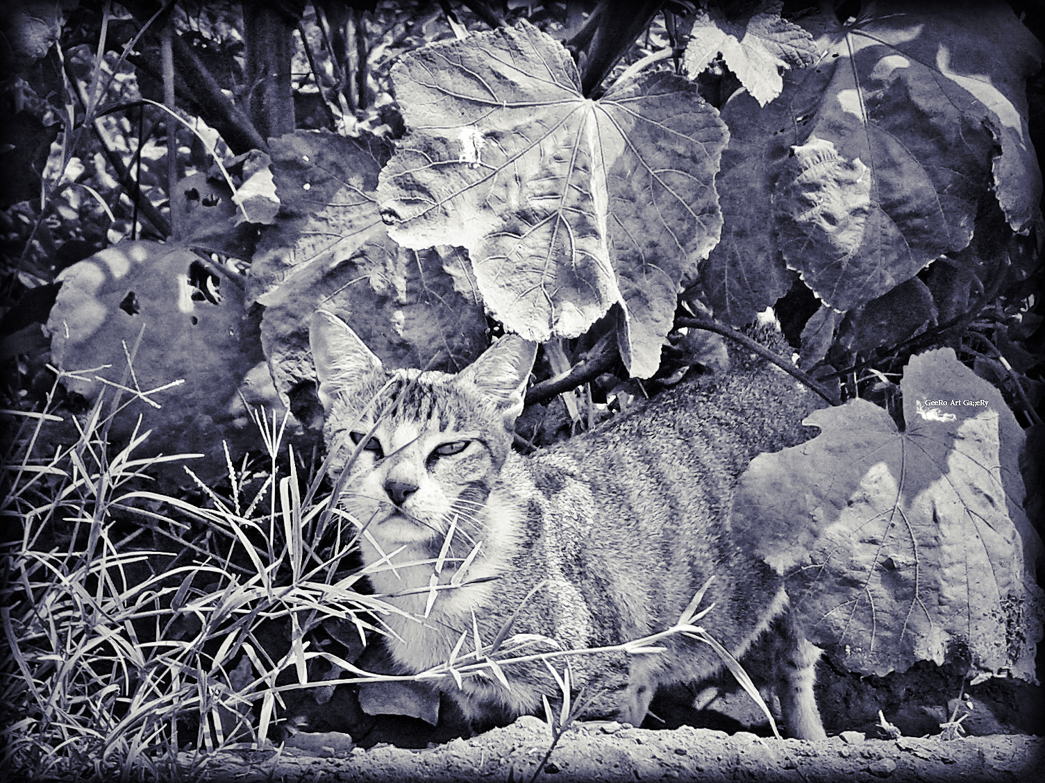 Samsung Galaxy Core sample photo. Over here mi amigo photography