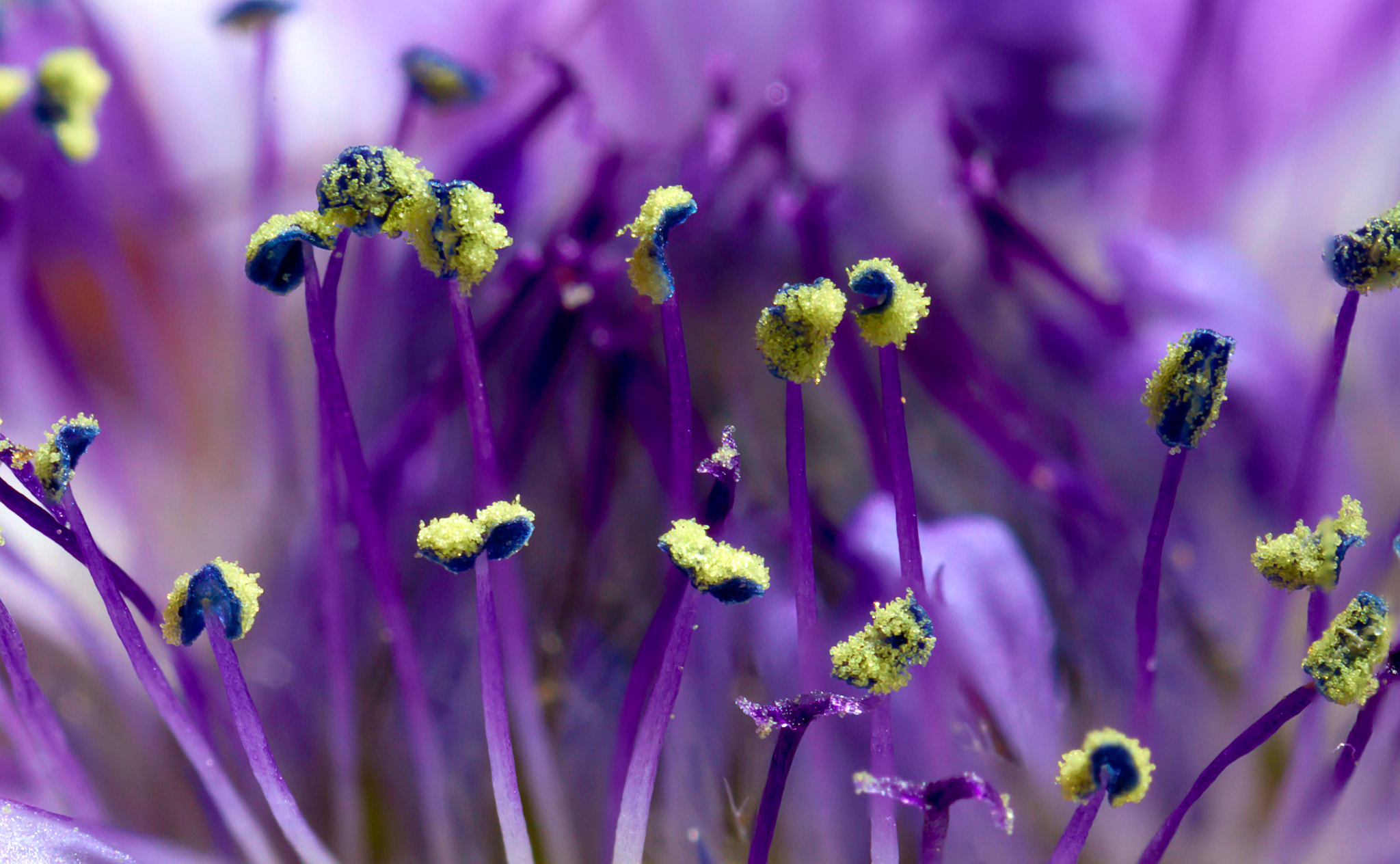 Canon EOS 7D + Canon MP-E 65mm F2.5 1-5x Macro Photo sample photo. Estambres ii photography