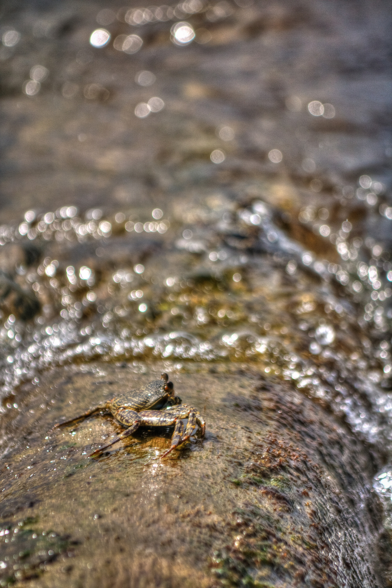 Canon EOS 400D (EOS Digital Rebel XTi / EOS Kiss Digital X) sample photo. Sea crab photography