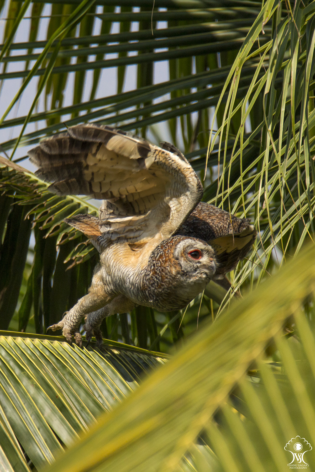 Tamron SP 150-600mm F5-6.3 Di VC USD sample photo. The nocturnal predator ! photography