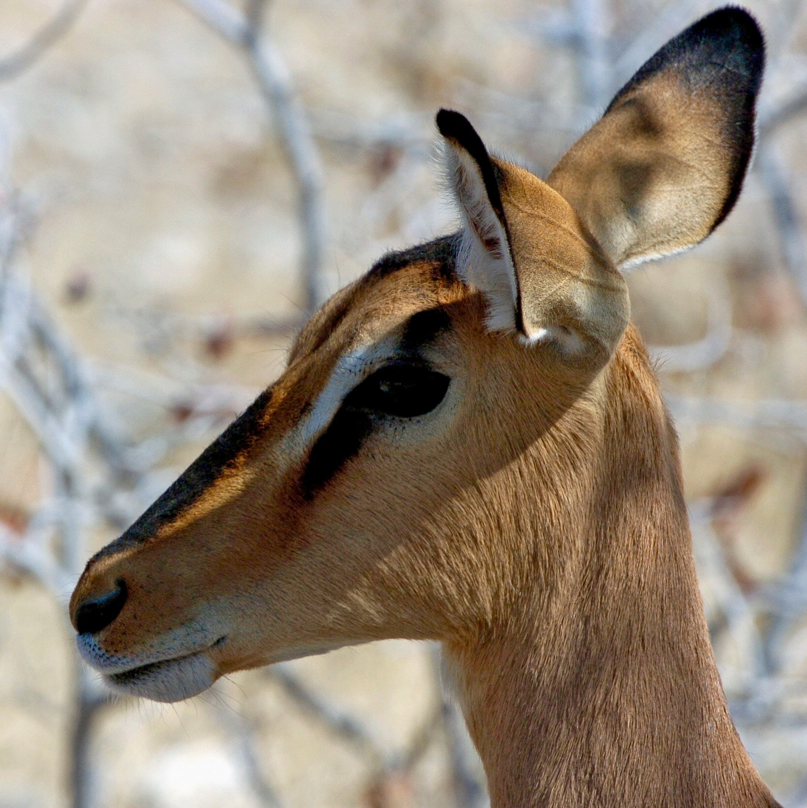 Nikon D2H sample photo. Impala - etosha photography