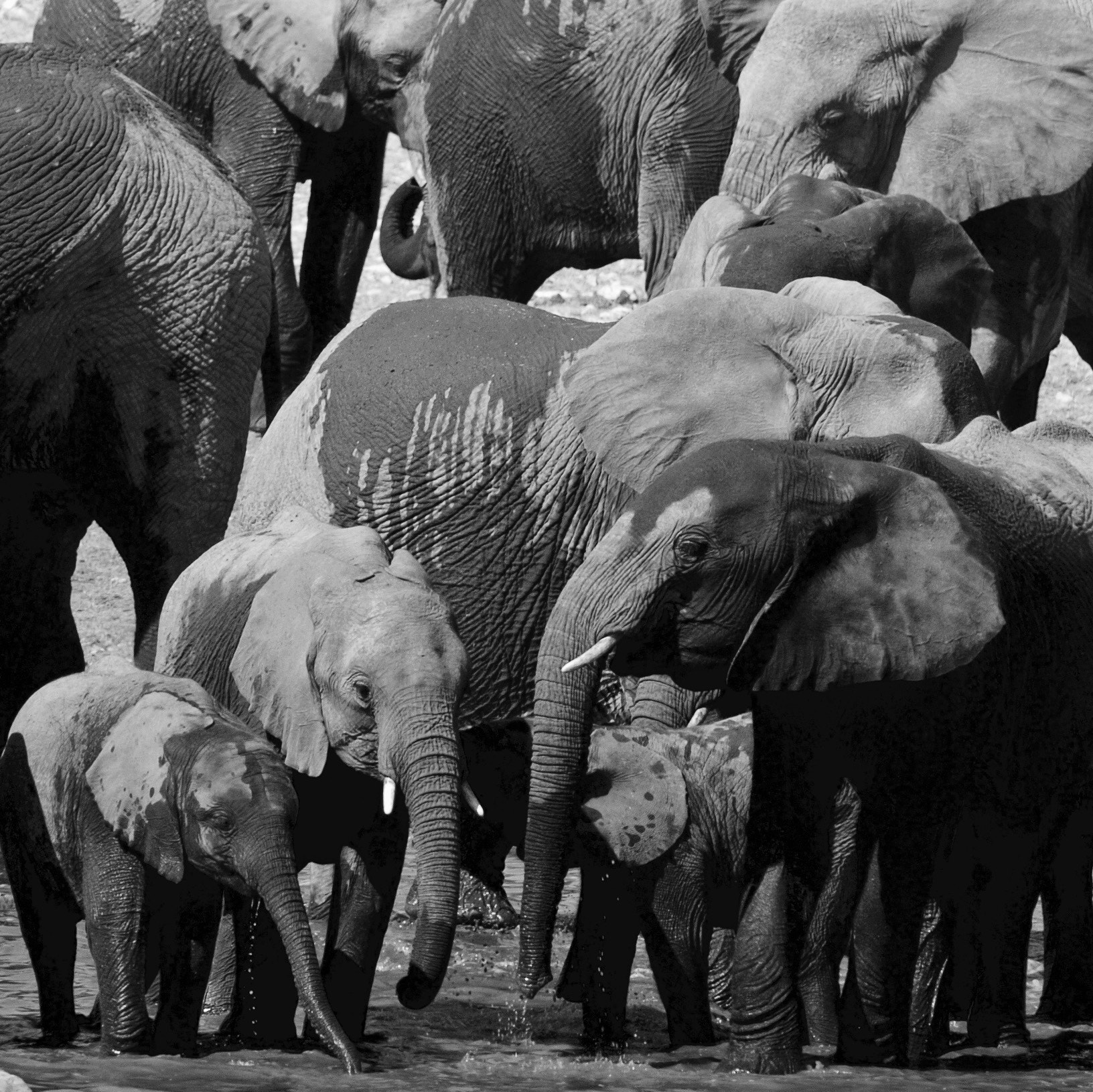 Nikon D2H sample photo. Elephants - etosha photography