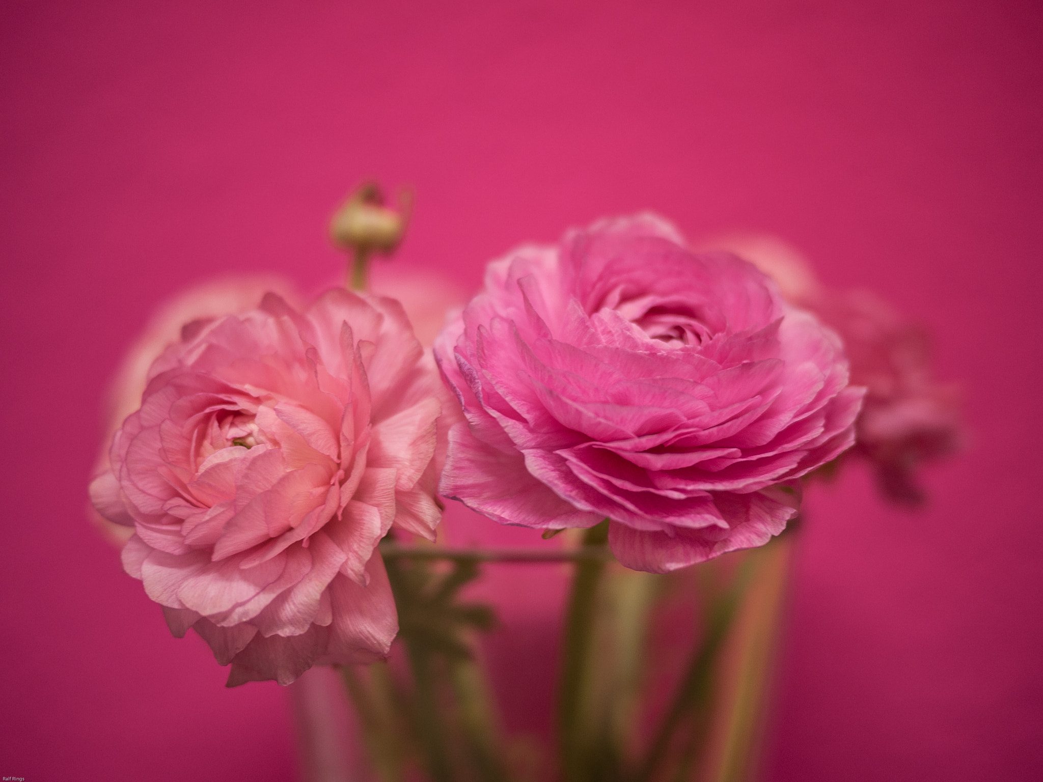 Panasonic Lumix DMC-GF1 + Panasonic Lumix G 20mm F1.7 ASPH sample photo. Pink buttercups photography