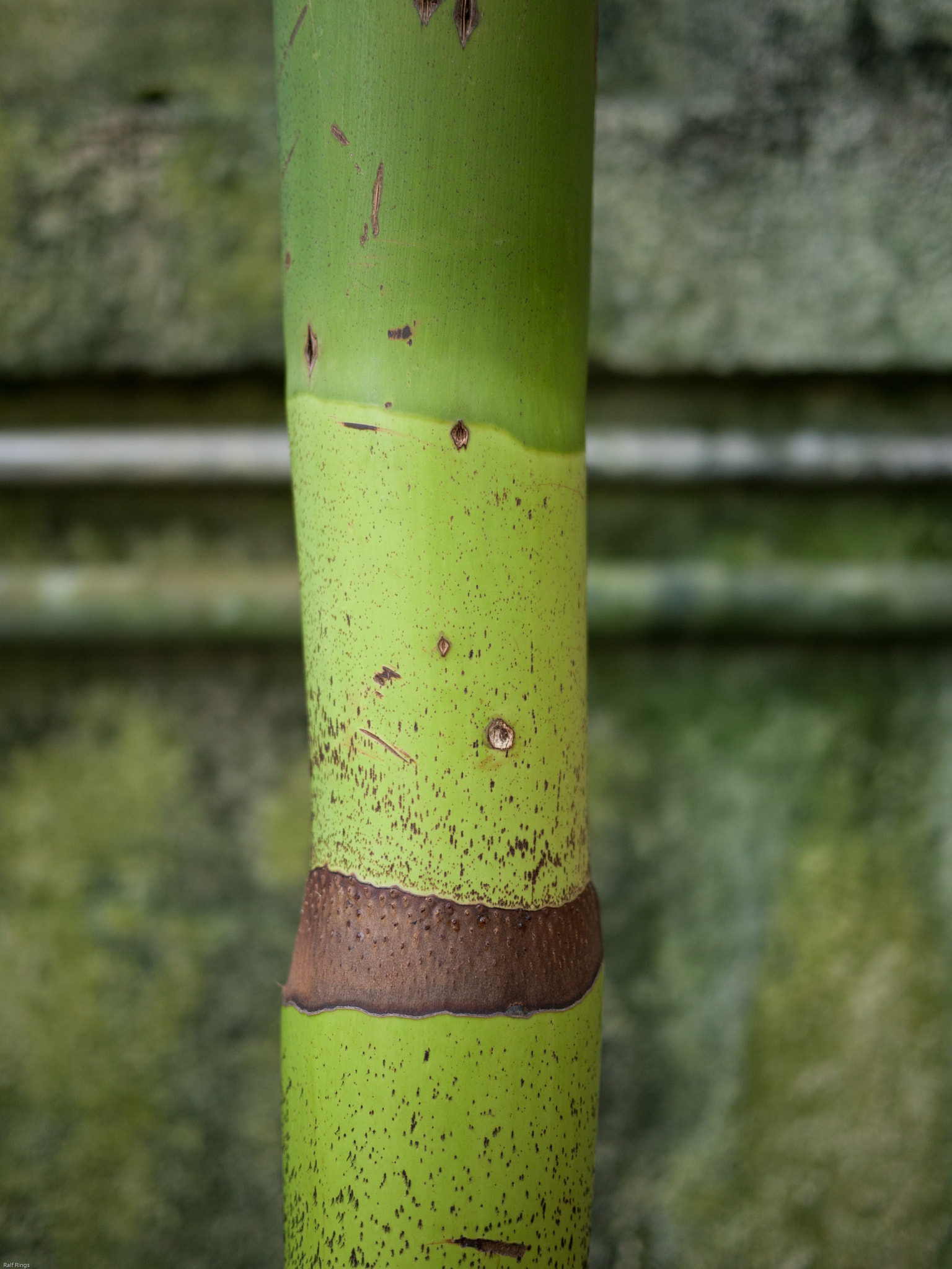 Panasonic Lumix DMC-GF1 sample photo. Bamboo stalk photography