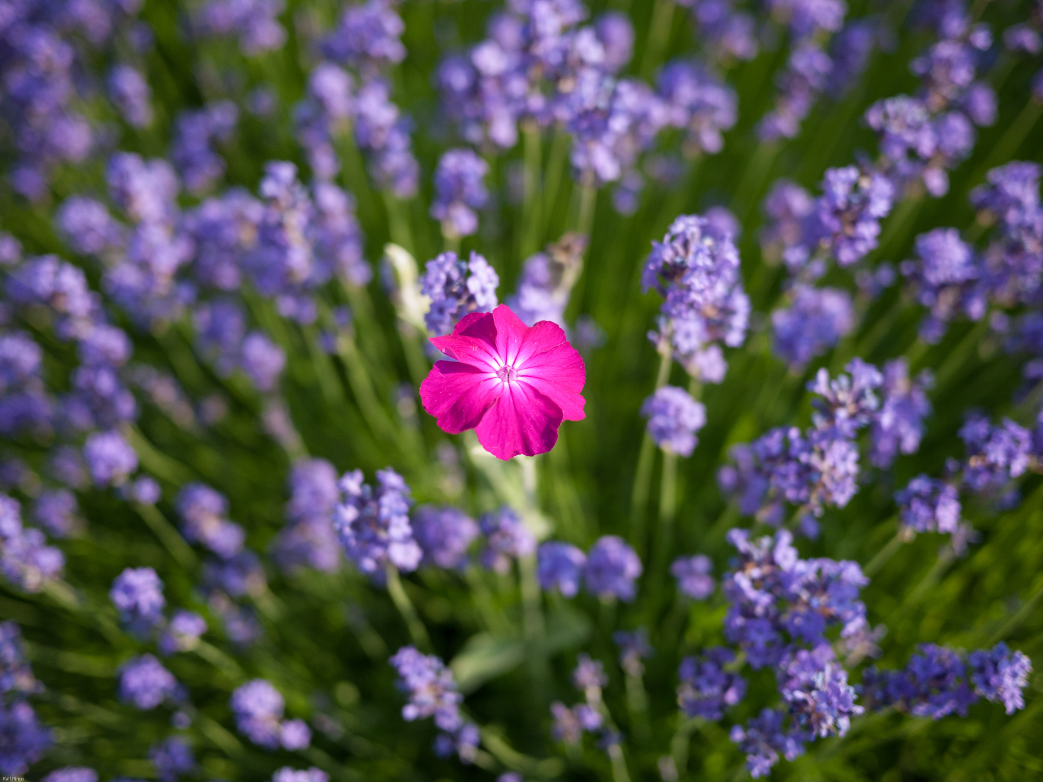 Panasonic Lumix DMC-GF1 sample photo. Lavender photography