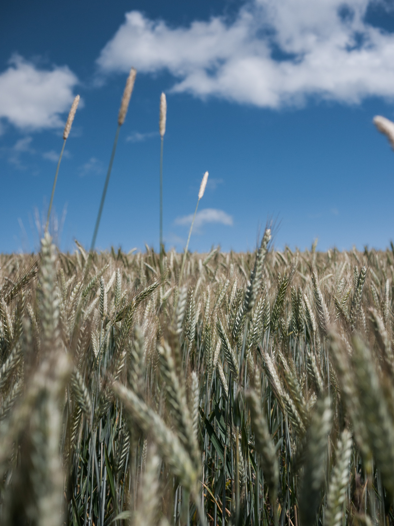 Panasonic Lumix DMC-GF1 sample photo. Rye stalks closeup photography