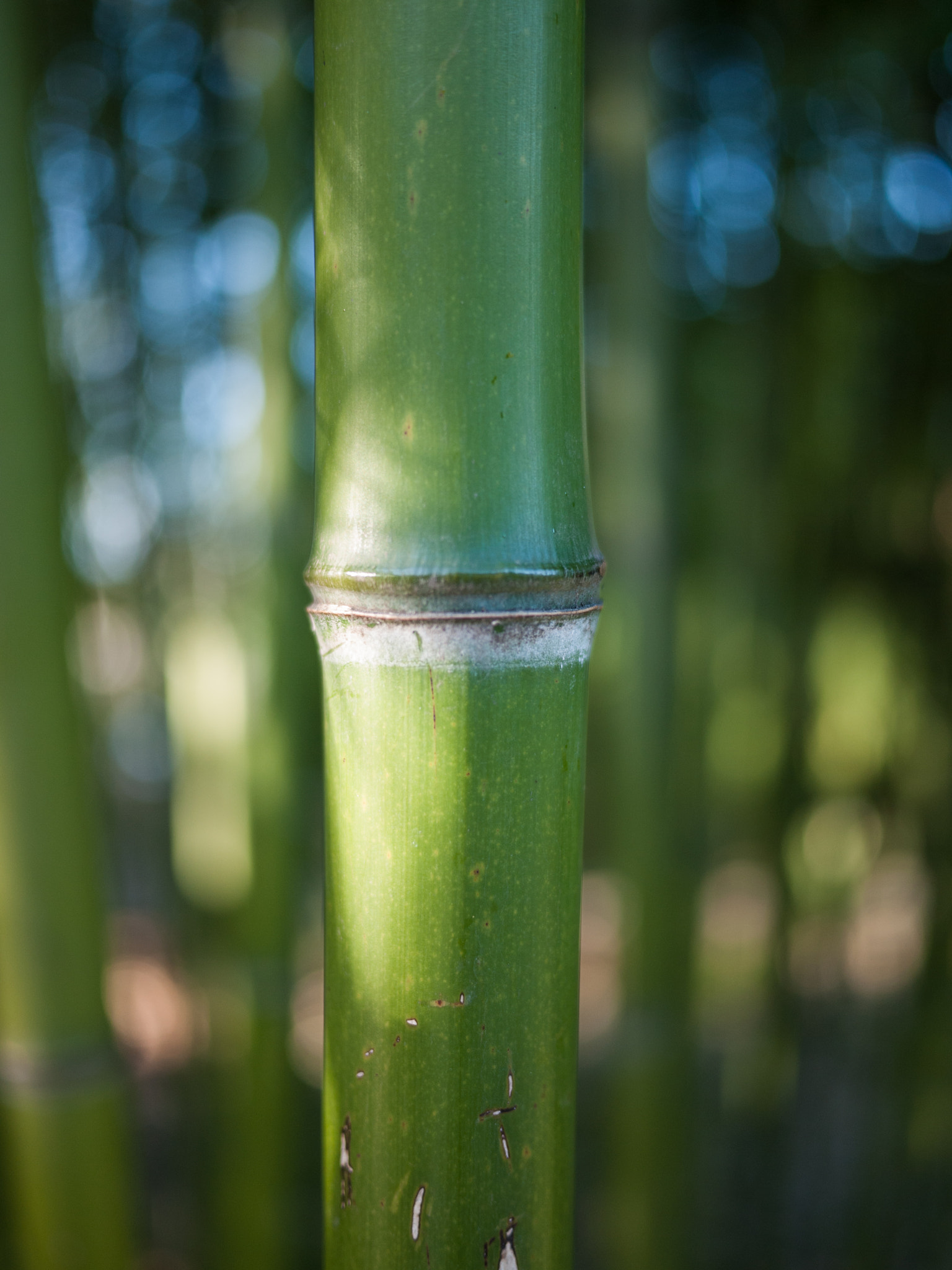 Panasonic Lumix DMC-GF1 sample photo. Bamboo grove photography
