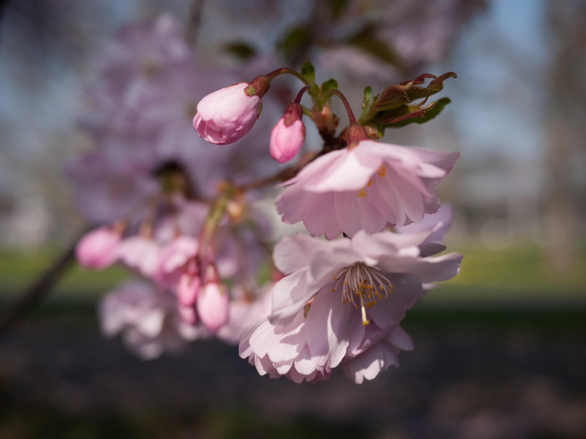 Panasonic Lumix DMC-GF1 sample photo. Cherry tree blossoms photography
