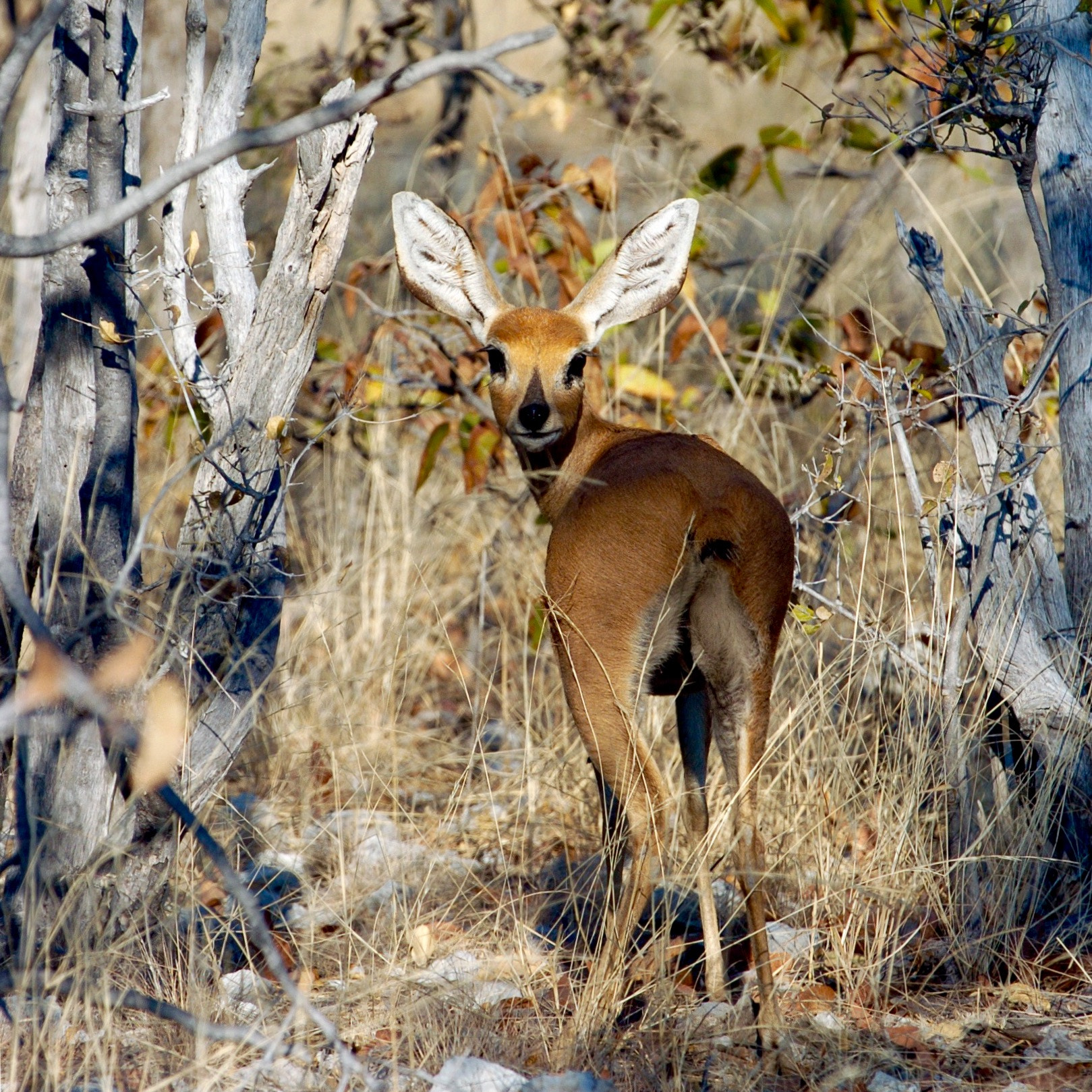 Nikon D2H sample photo. Dikdik - etosha photography