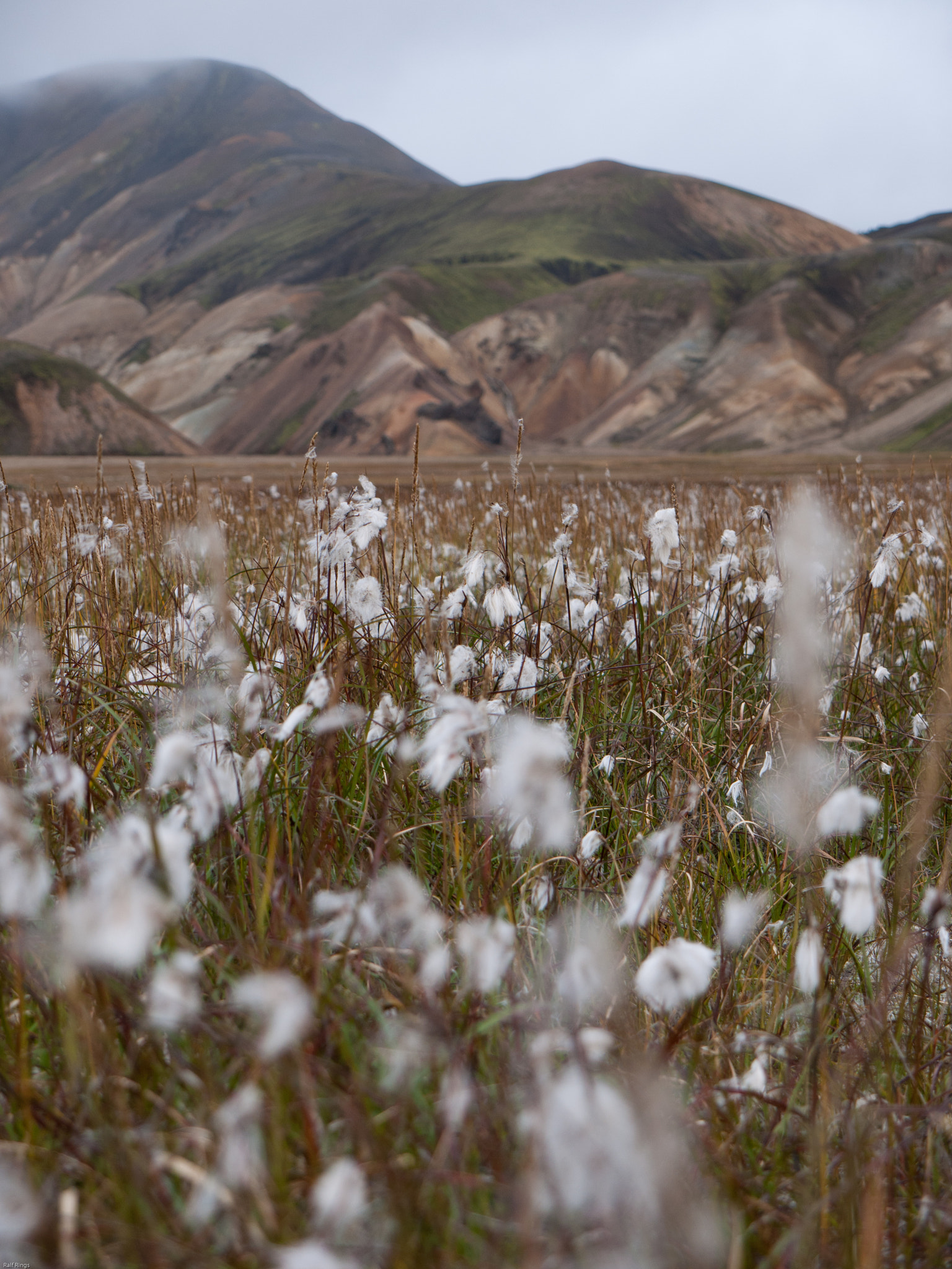 Panasonic Lumix DMC-GF1 sample photo. Cotton grass photography