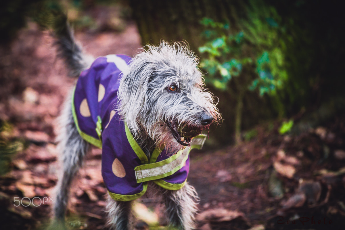 Canon EOS-1D C sample photo. Dog playing photography