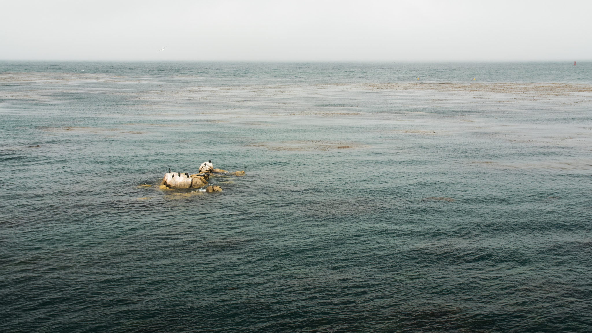 Panasonic Lumix DMC-GH4 + .64x Metabones 18-35/1.8 sample photo. Monterey photography