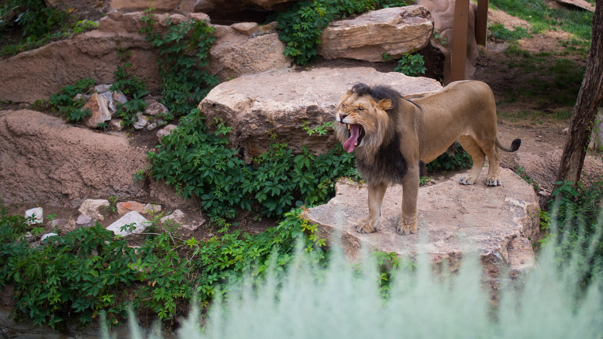 .64x Metabones 18-35/1.8 sample photo. Lion photography