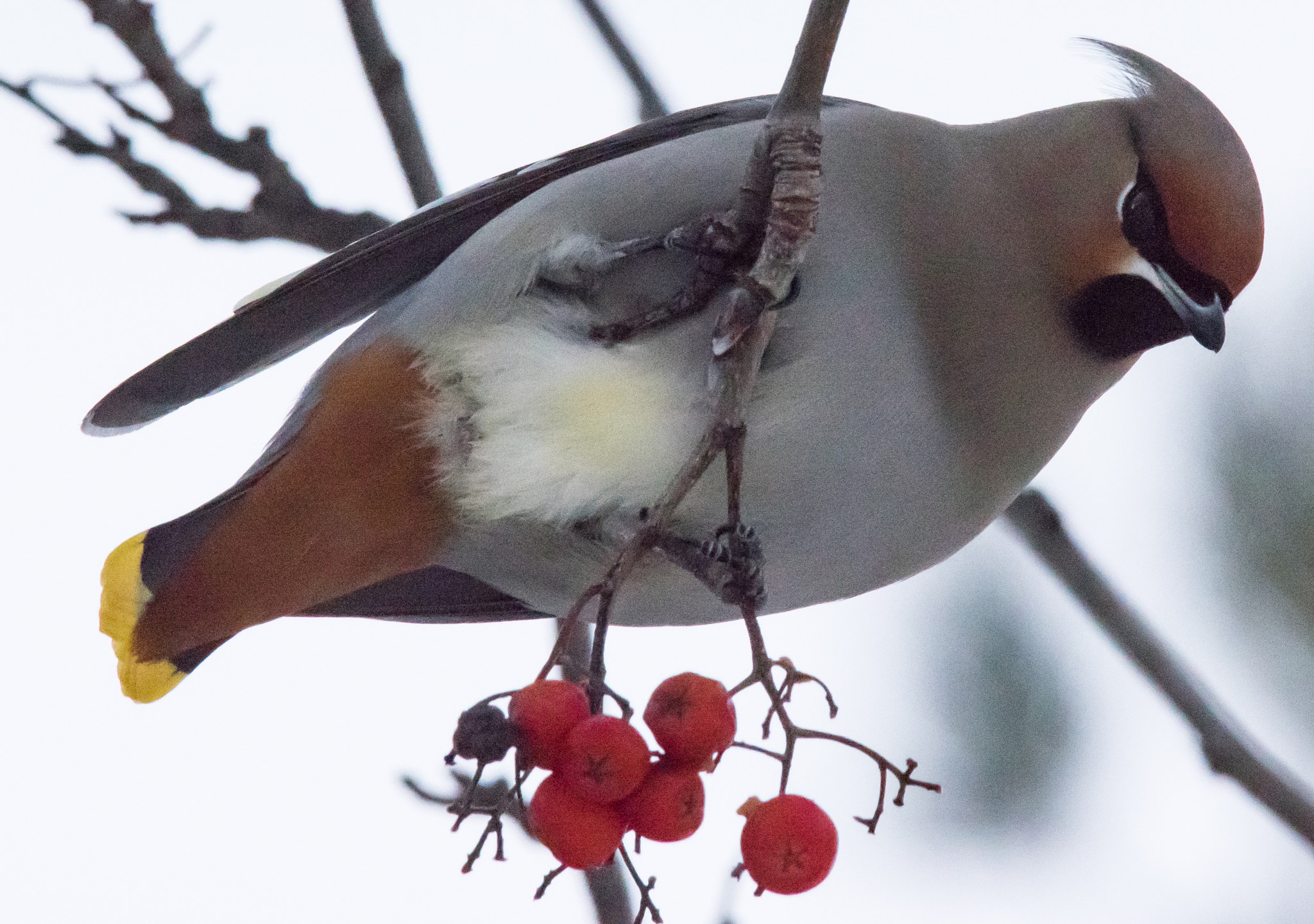 Sigma 150-500mm F5-6.3 DG OS HSM sample photo. Watchful waxwing photography
