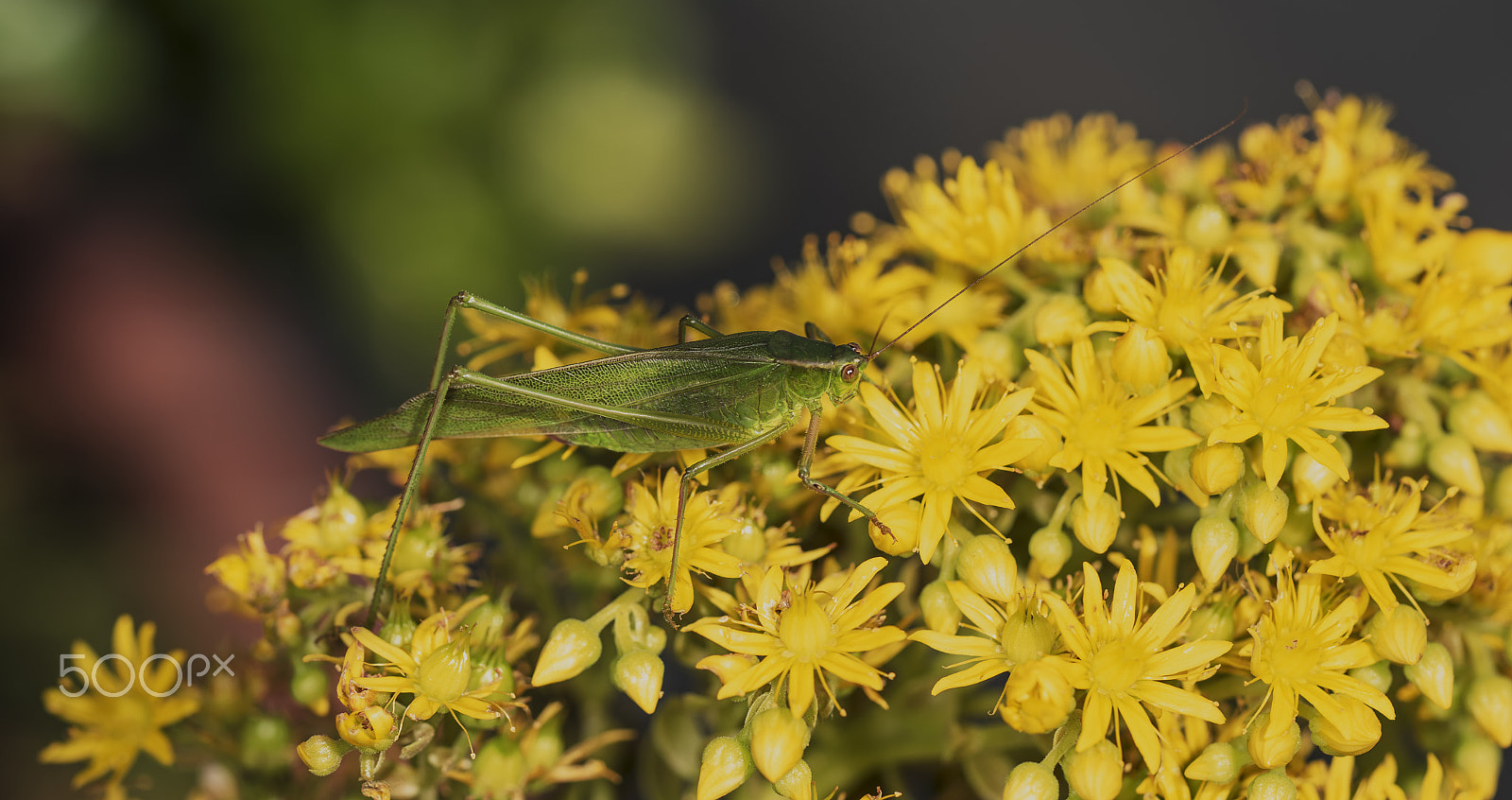 Sony a7R + Sony FE 90mm F2.8 Macro G OSS sample photo. Grasshopper on flower photography