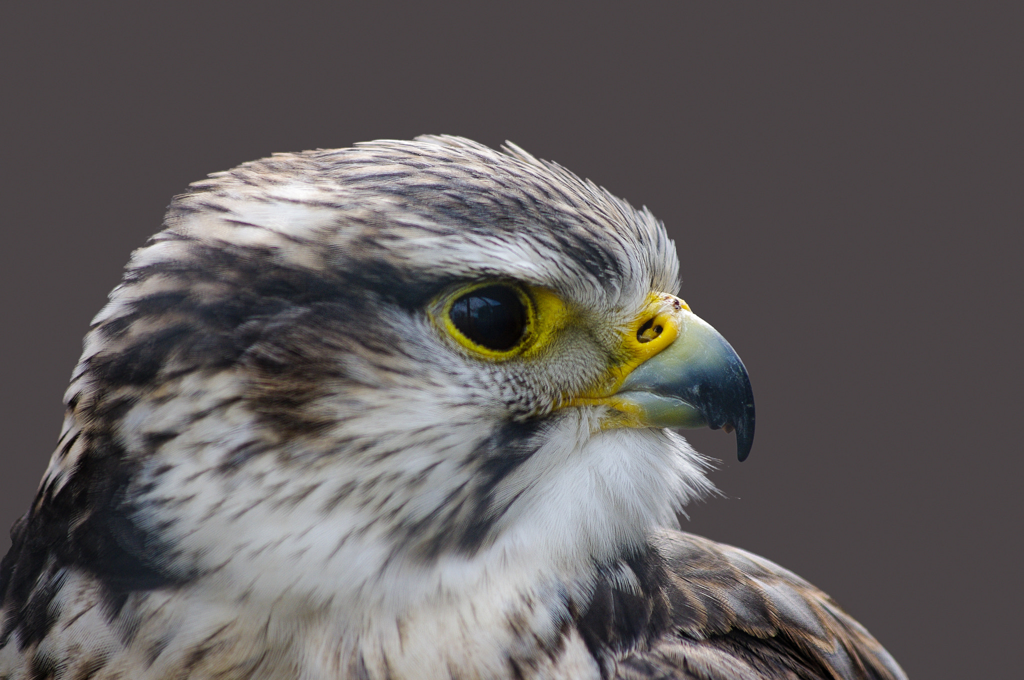 Pentax K-7 sample photo. Saker falcon profile photography