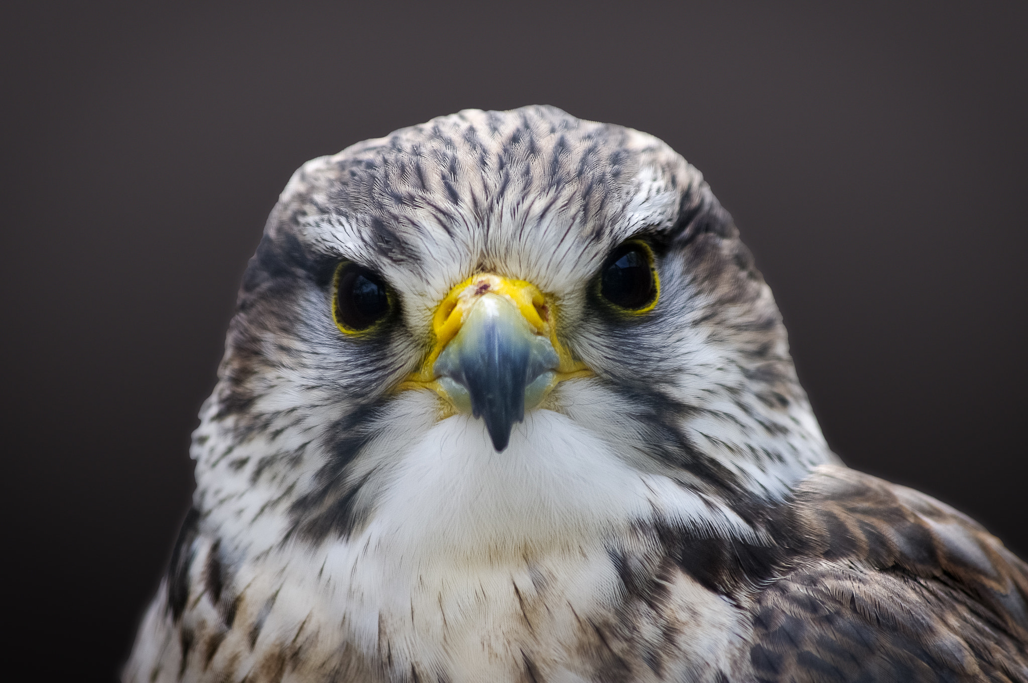 Pentax K-7 sample photo. Saker falcon photography
