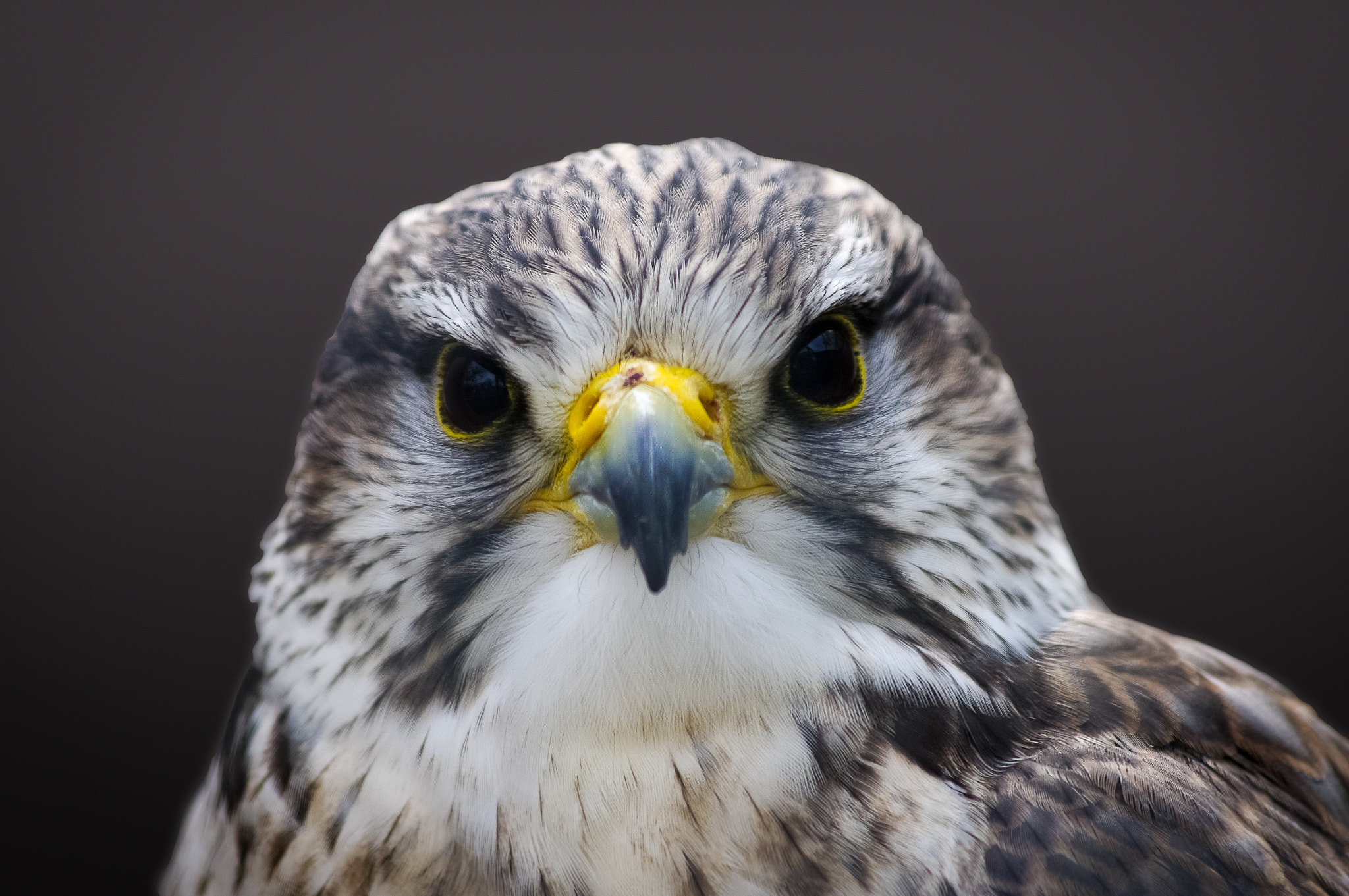 Pentax smc DA 55-300mm F4.0-5.8 ED sample photo. Saker falcon photography