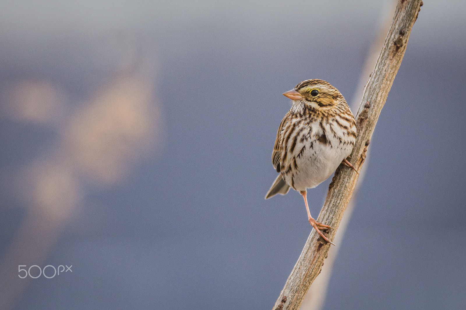 Nikon D7200 + Nikon AF-S Nikkor 300mm F4D ED-IF sample photo. Savannah sparrow photography