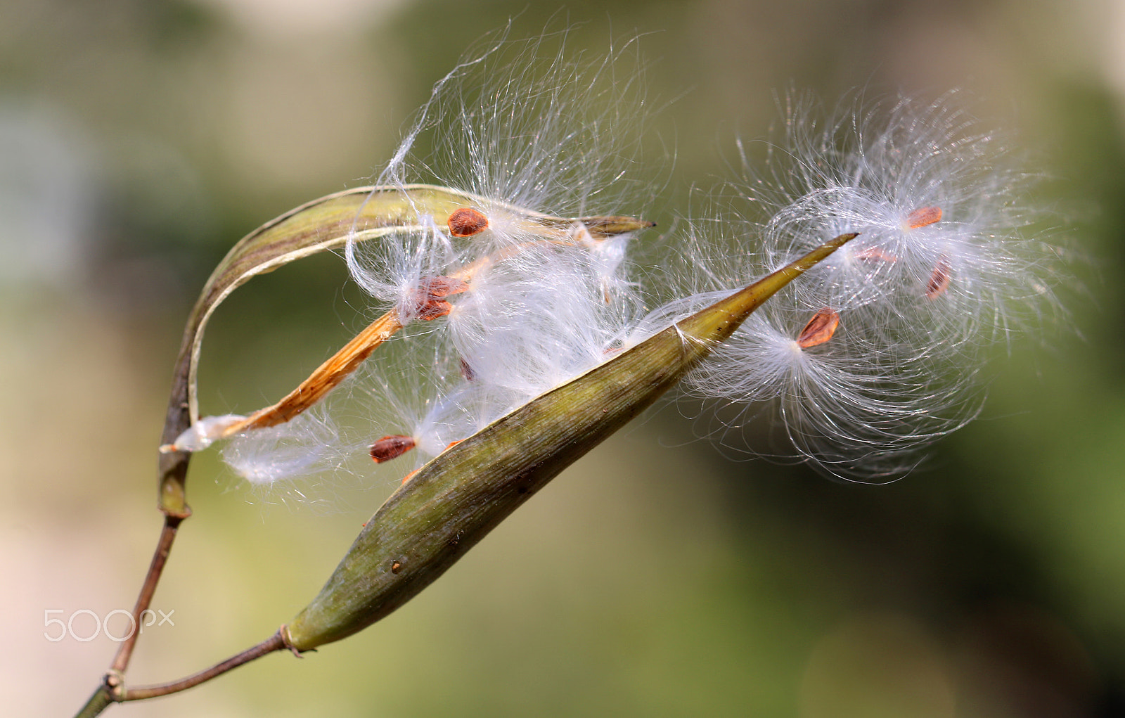Canon EF 100mm F2.8L Macro IS USM sample photo. Seed pod 6409 photography