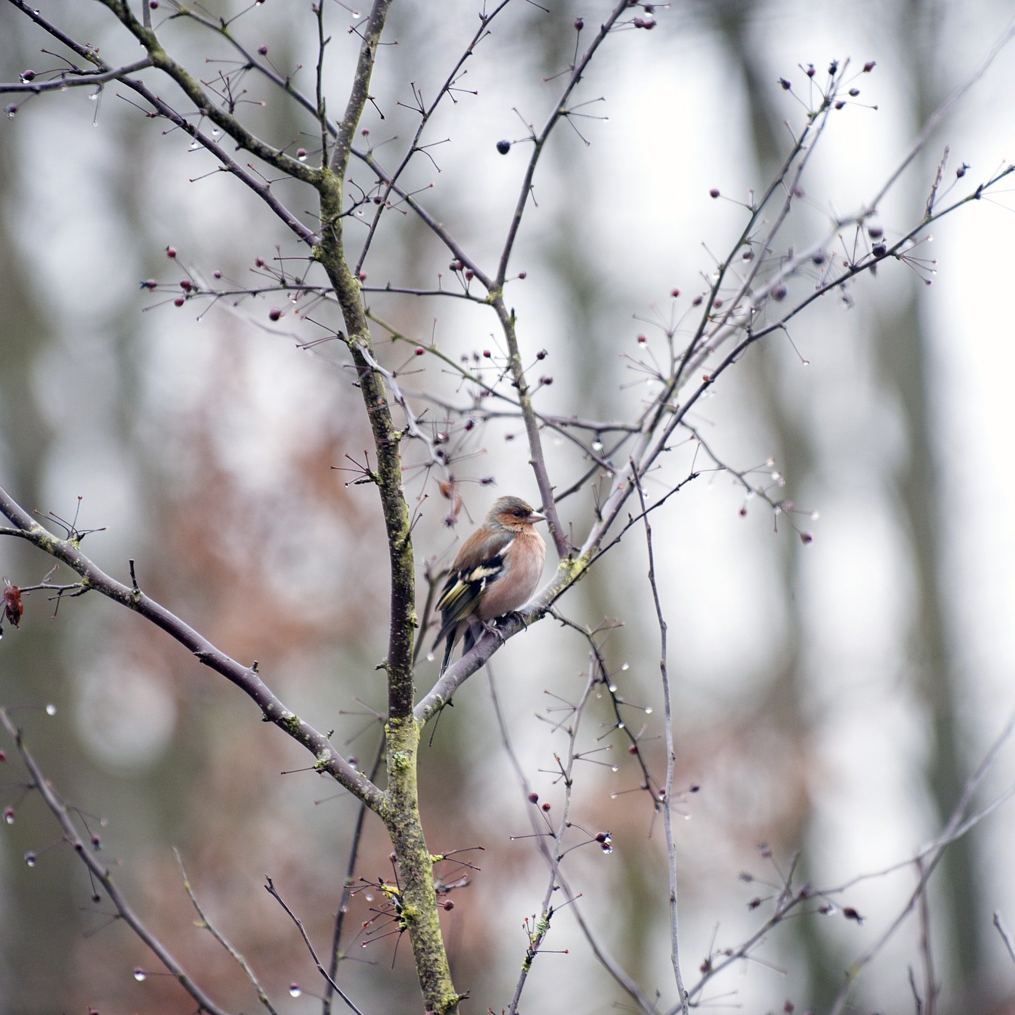 Nikon D3 sample photo. Eindelijk photography