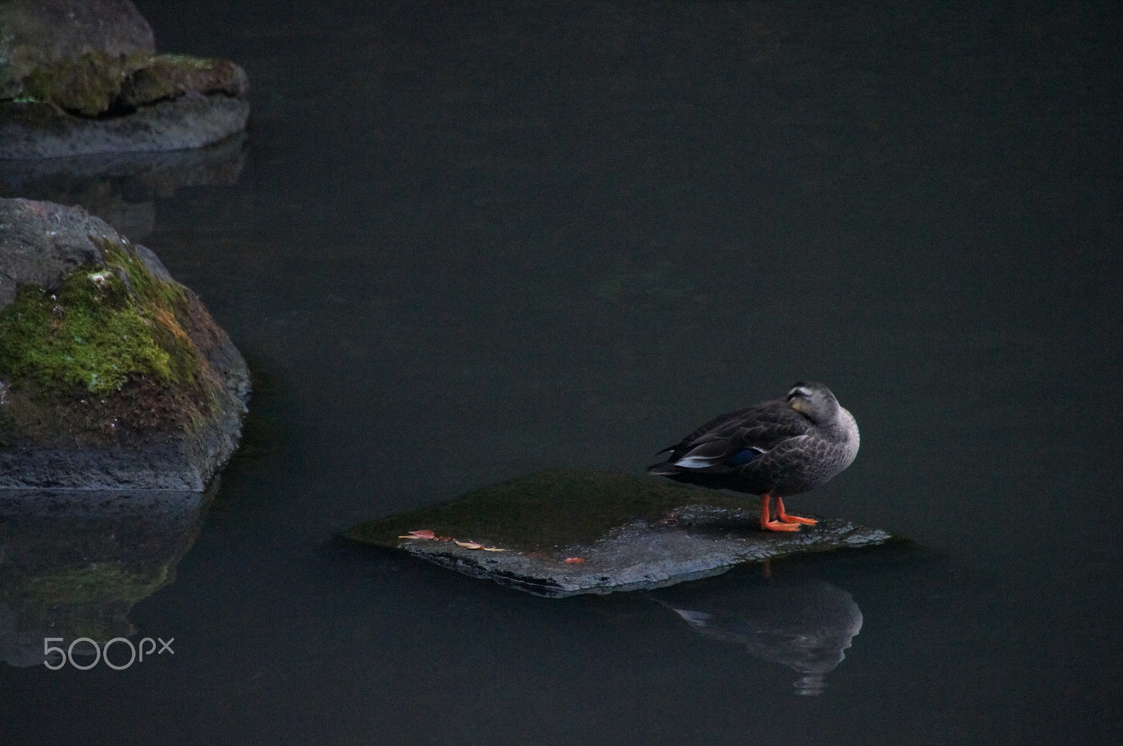 Sony Alpha DSLR-A580 sample photo. Japan kanazawa photography