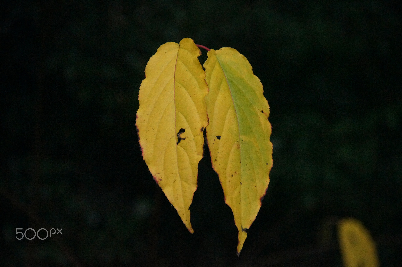 Sony Alpha DSLR-A580 sample photo. Japan kanazawa photography