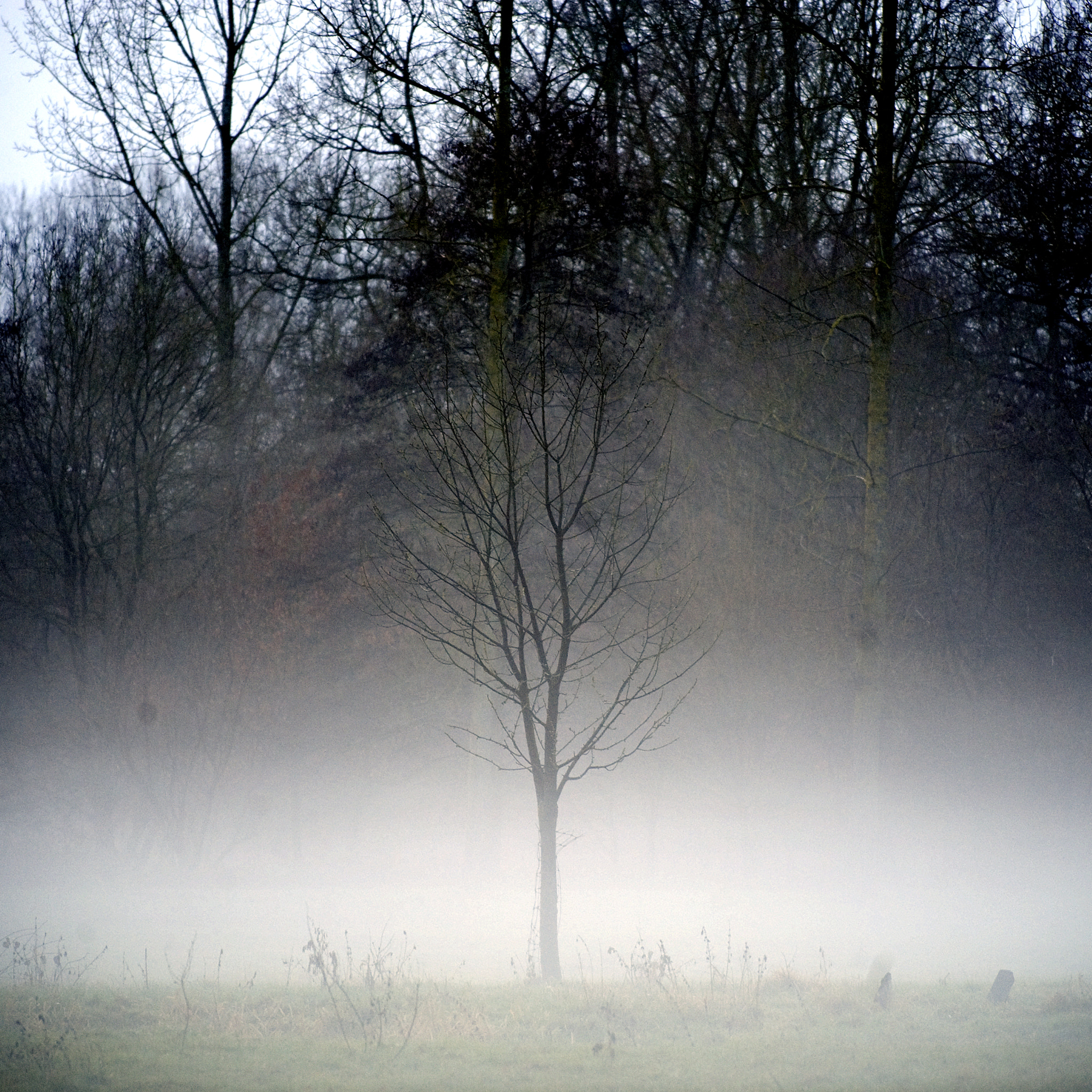 Nikon D3 sample photo. Mist photography