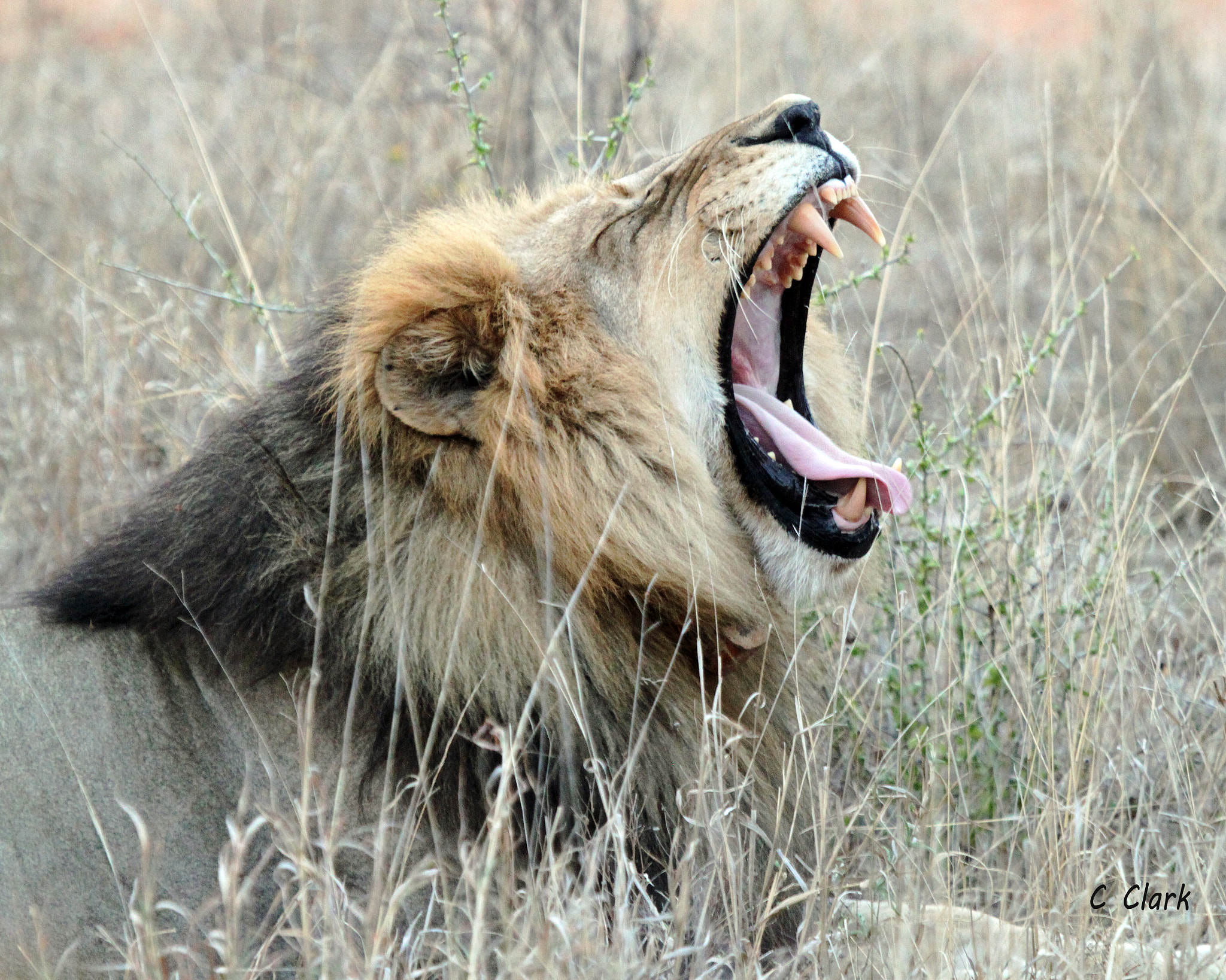 Canon EF 100-400mm F4.5-5.6L IS USM sample photo. Half-black lion roaring photography