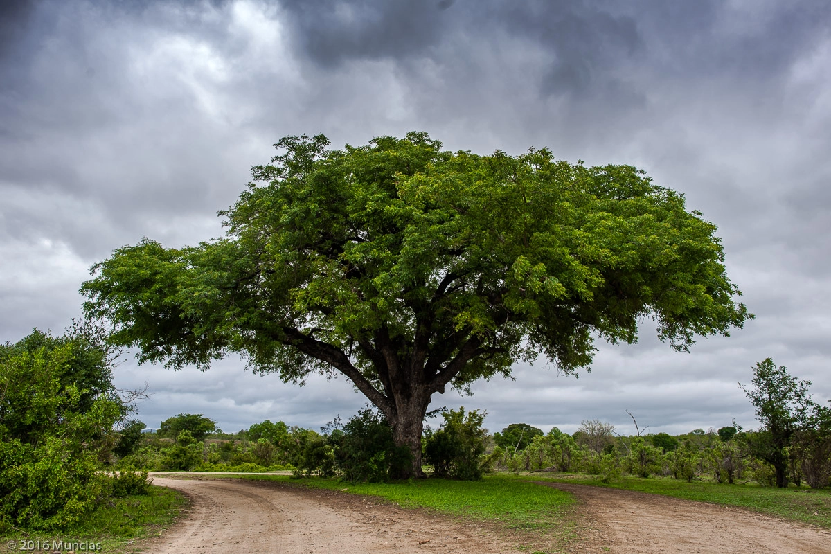 Nikon D3X sample photo. South africa photography