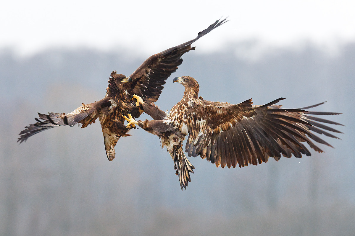 Canon EF 500mm F4L IS II USM sample photo. Eagle's fighting photography