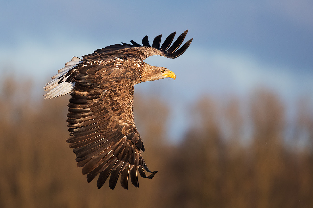 Canon EF 500mm F4L IS II USM sample photo. Eagles photography