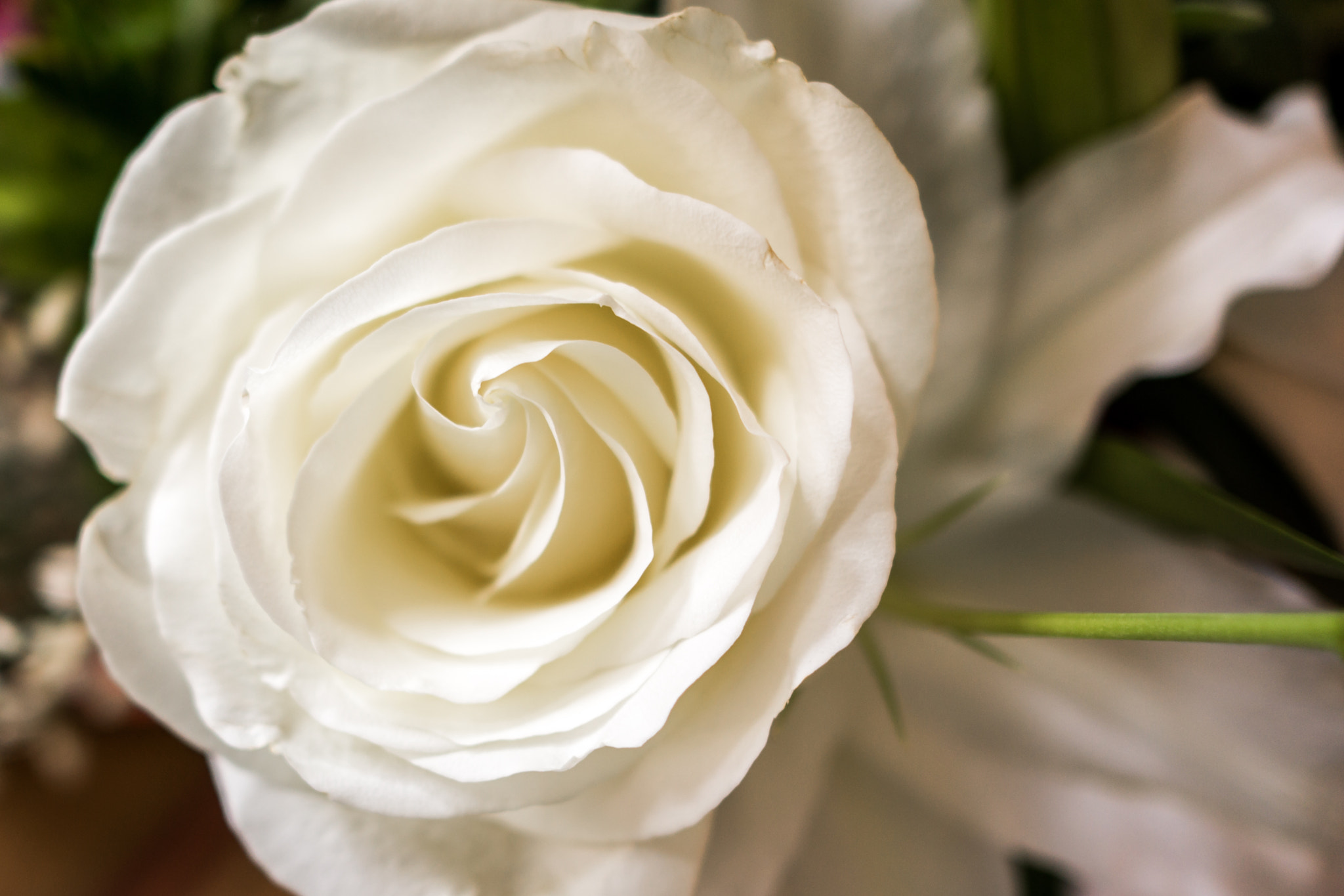 Sony Alpha NEX-7 sample photo. White rose photography