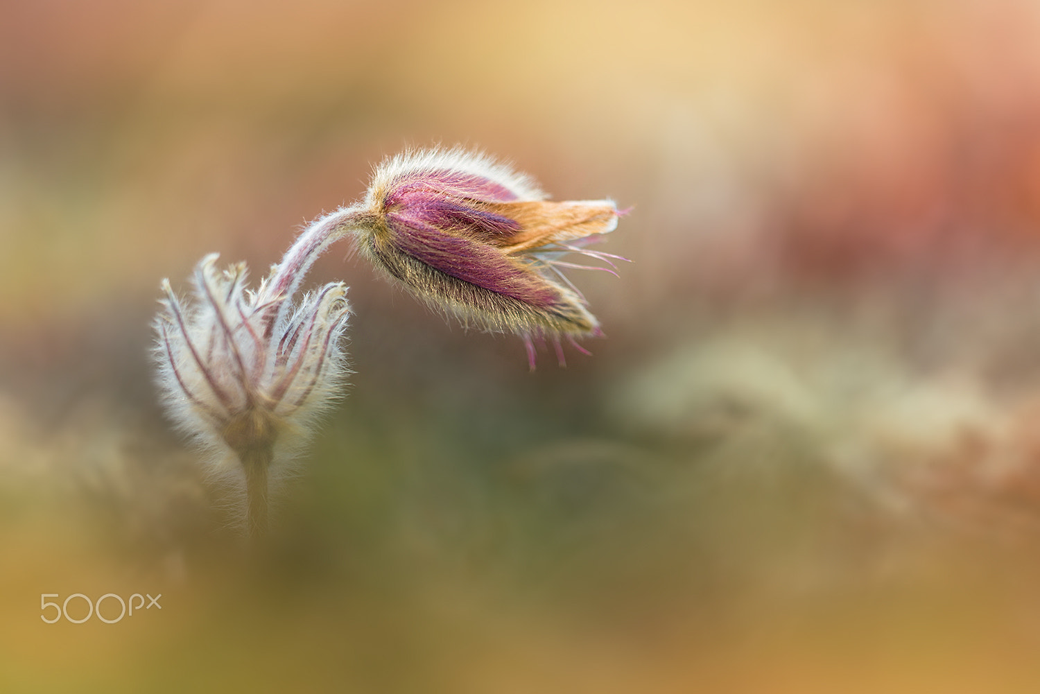Sigma 150mm F2.8 EX DG Macro HSM sample photo. Pulsatilla vernalis (frühlingsschelle) photography