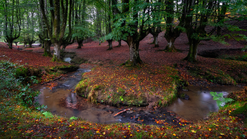 Tokina AT-X Pro 11-16mm F2.8 DX sample photo. En el inicio del otoño photography