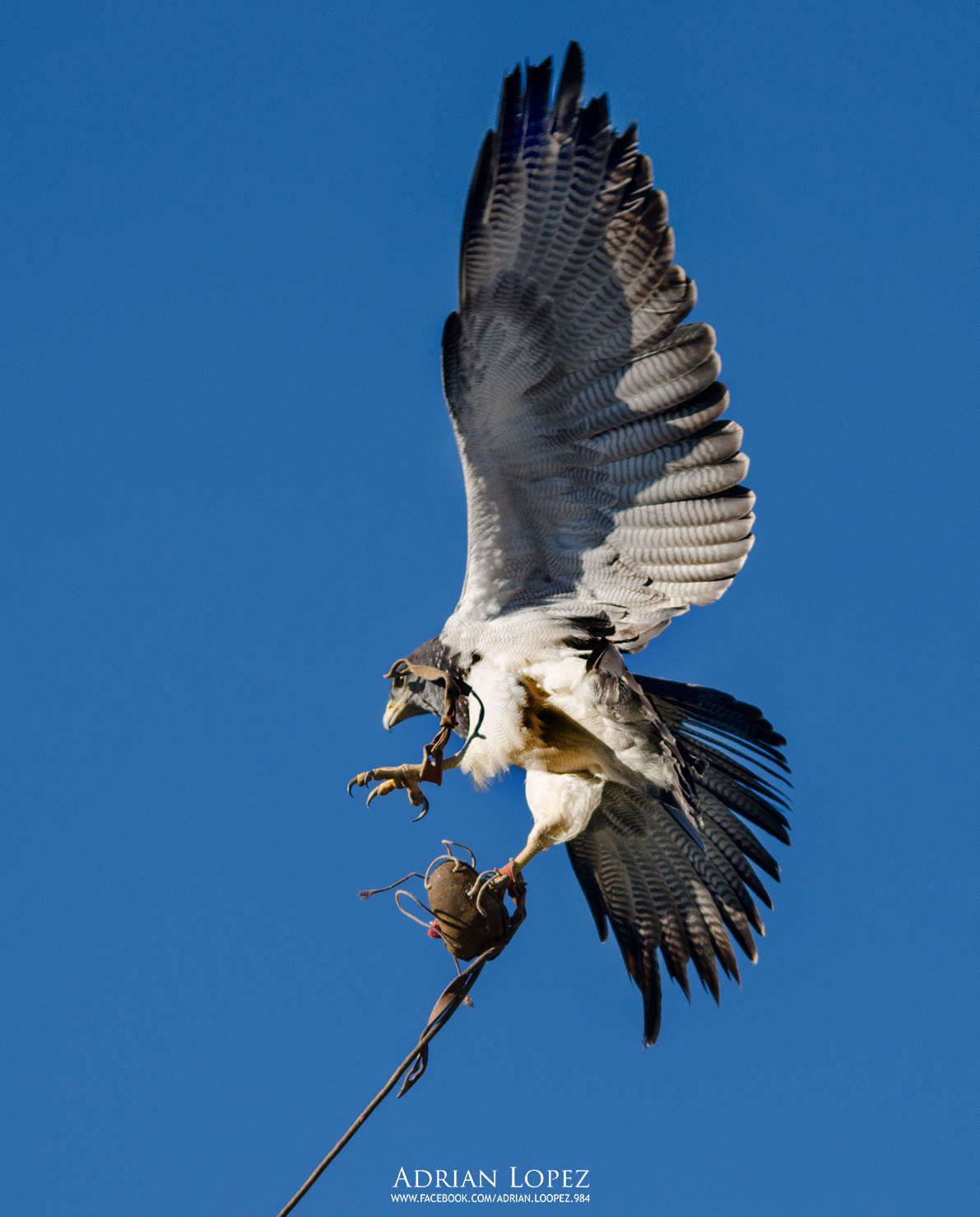 Sigma 150-500mm F5-6.3 DG OS HSM sample photo. Cazadora photography