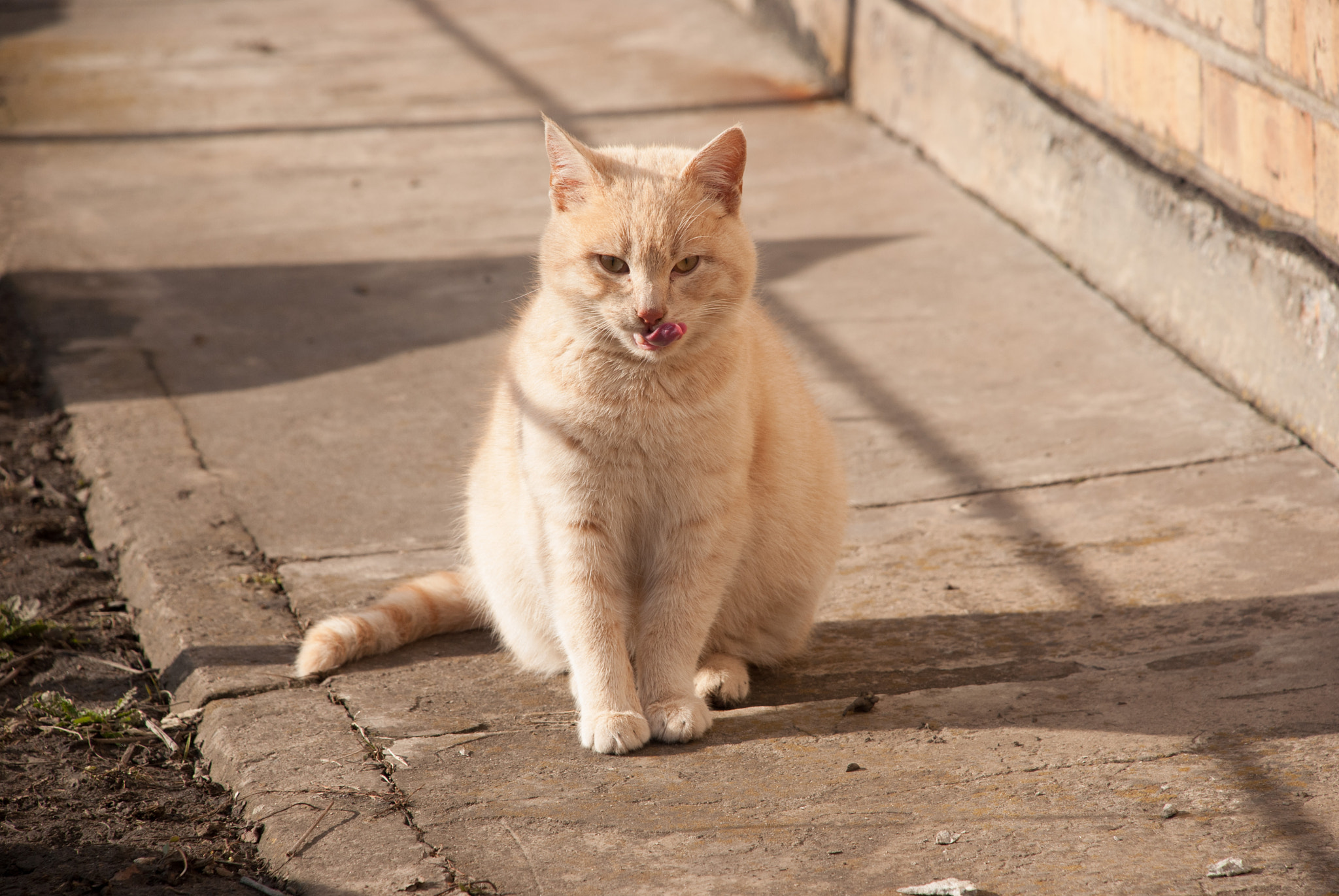 Nikon D60 sample photo. Yum! photography