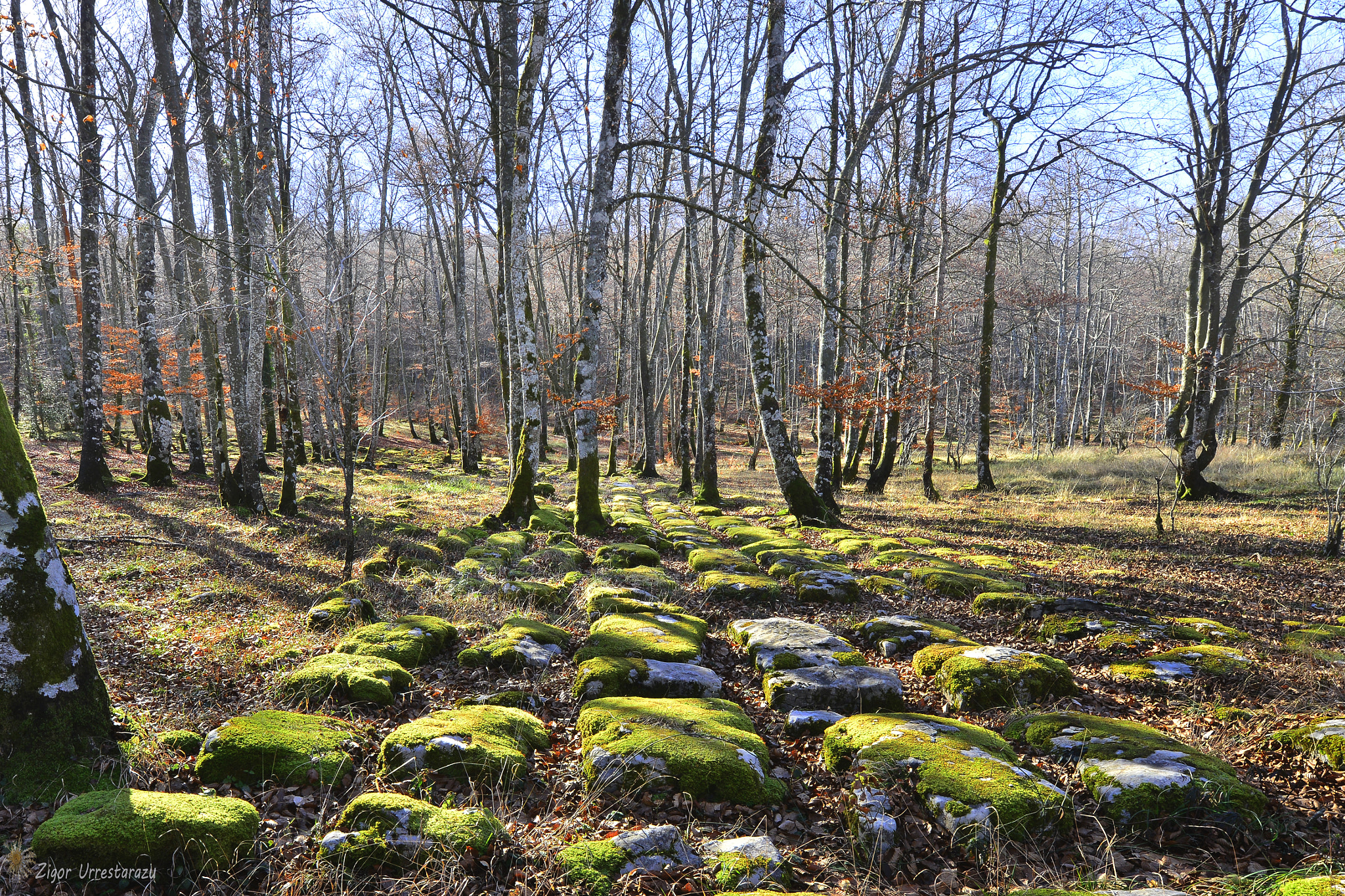 Tamron SP 15-30mm F2.8 Di VC USD sample photo. Road of giants /gentil bidea. photography