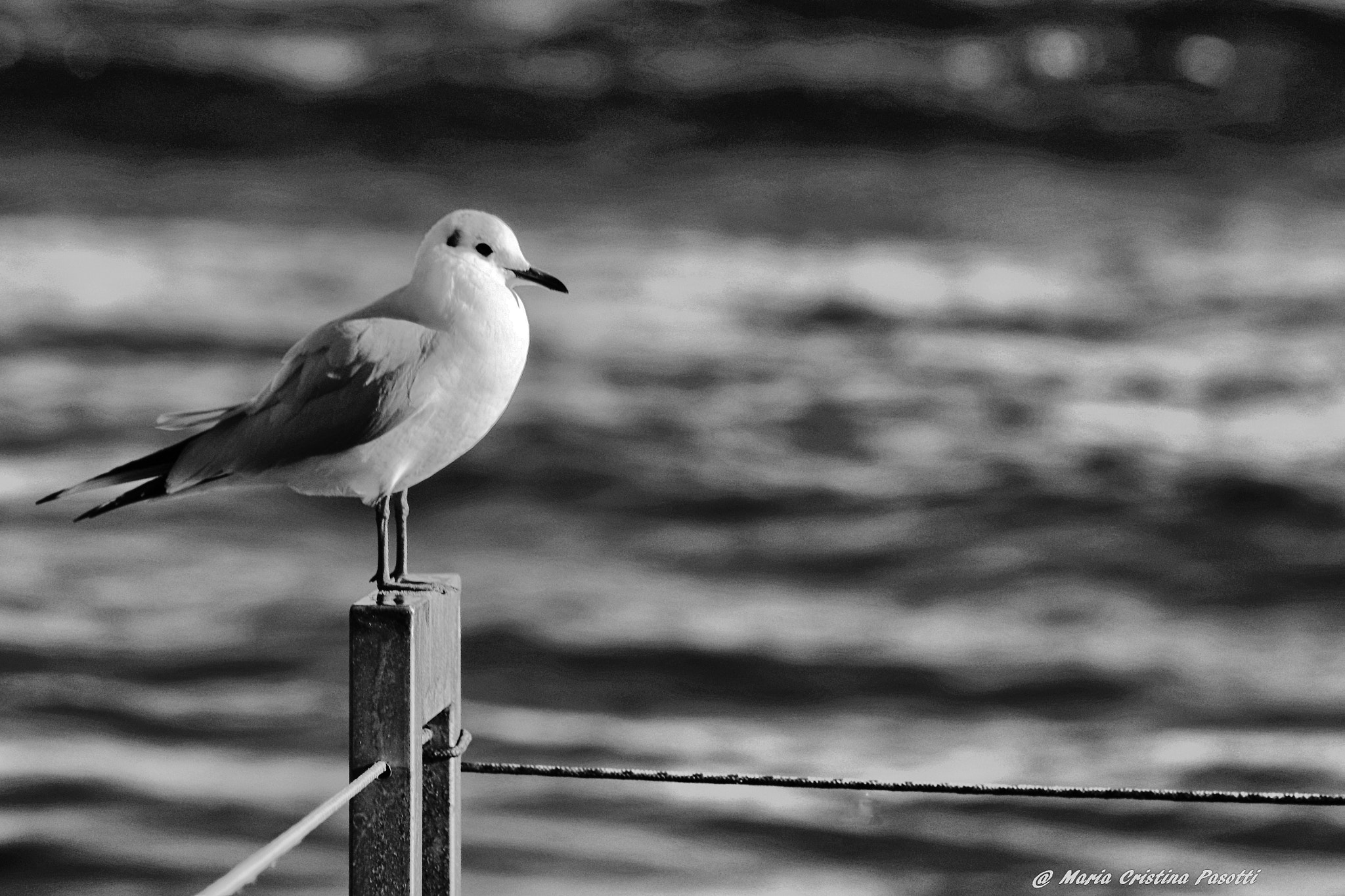 Canon EF 70-300mm F4-5.6 IS USM sample photo. In the wind photography