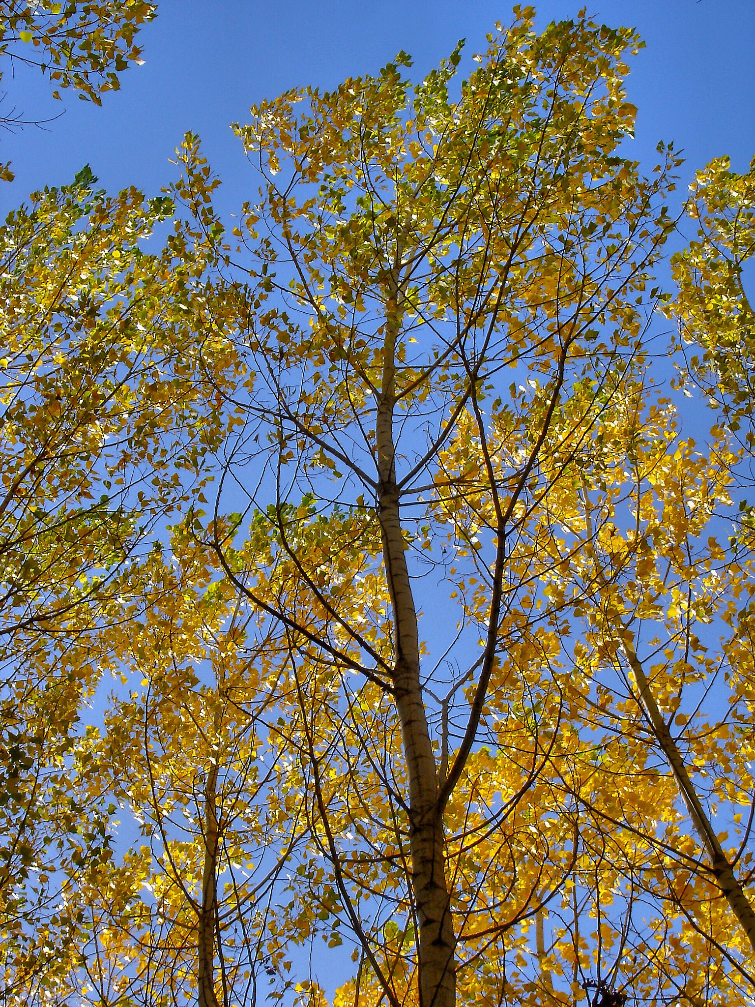 Sony DSC-P100 sample photo. Autumn photography